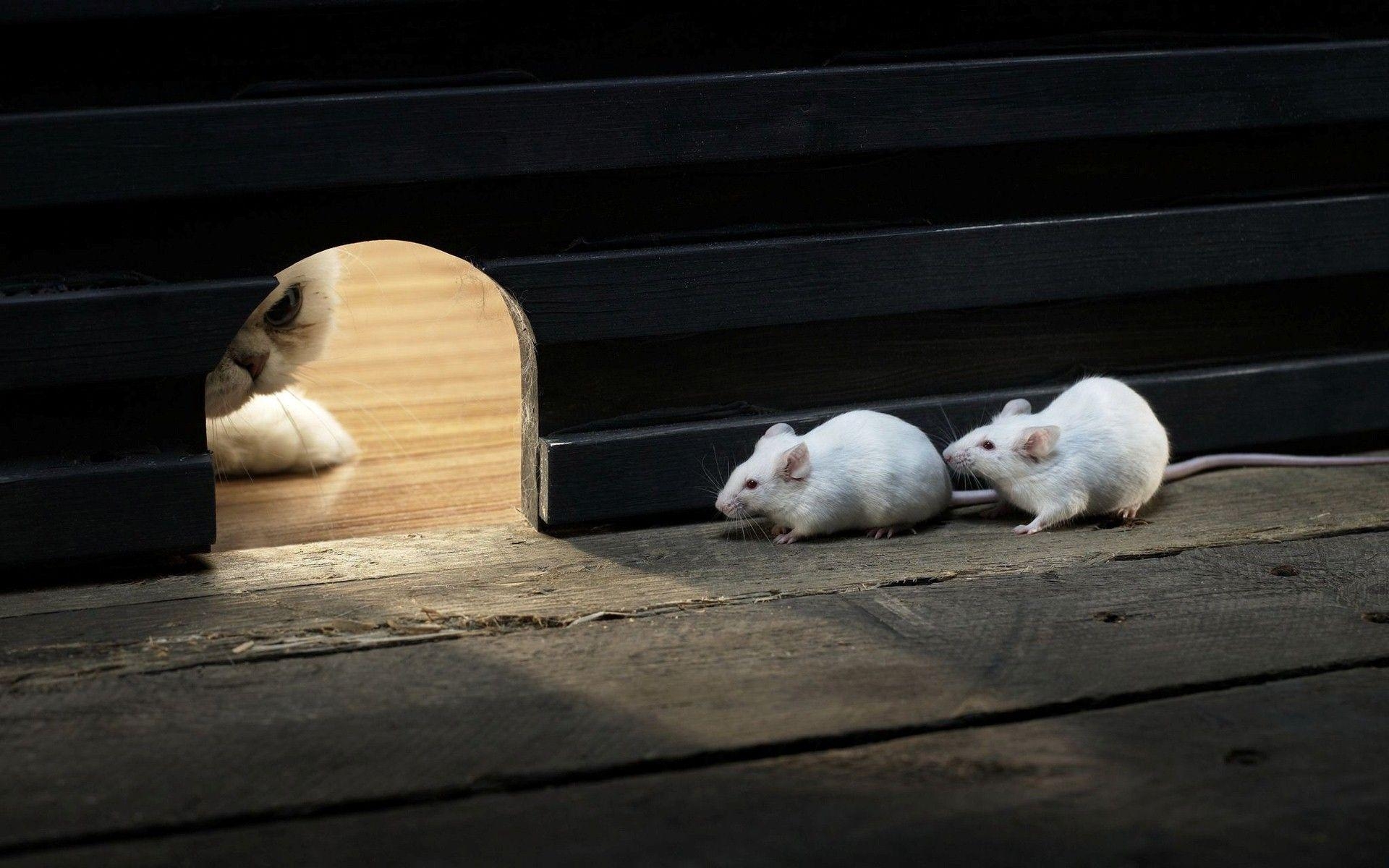 1920x1200 Two Cute Funny Mouse in Their Home Hidden from Cat HD, Desktop