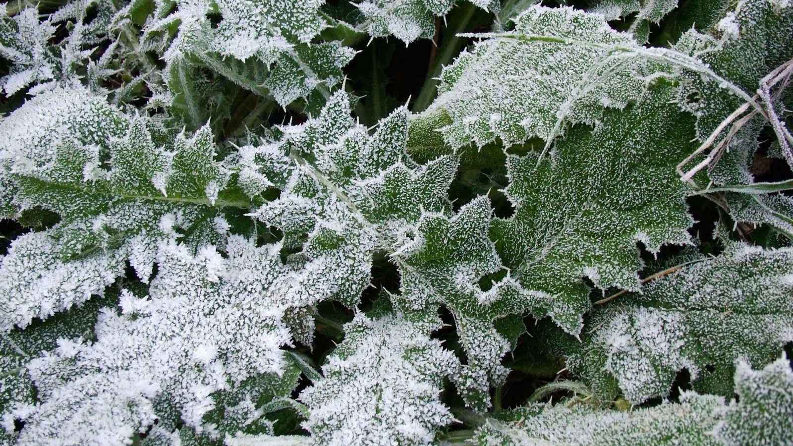 1600x900 Snow Falling on Green Leaves, a Quite Wonderful Scene, Looking Really Good Yet Quite Unusual, Desktop