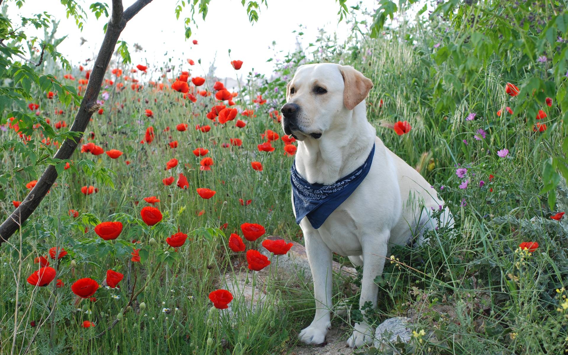 1920x1200 Labrador Retriever, Desktop