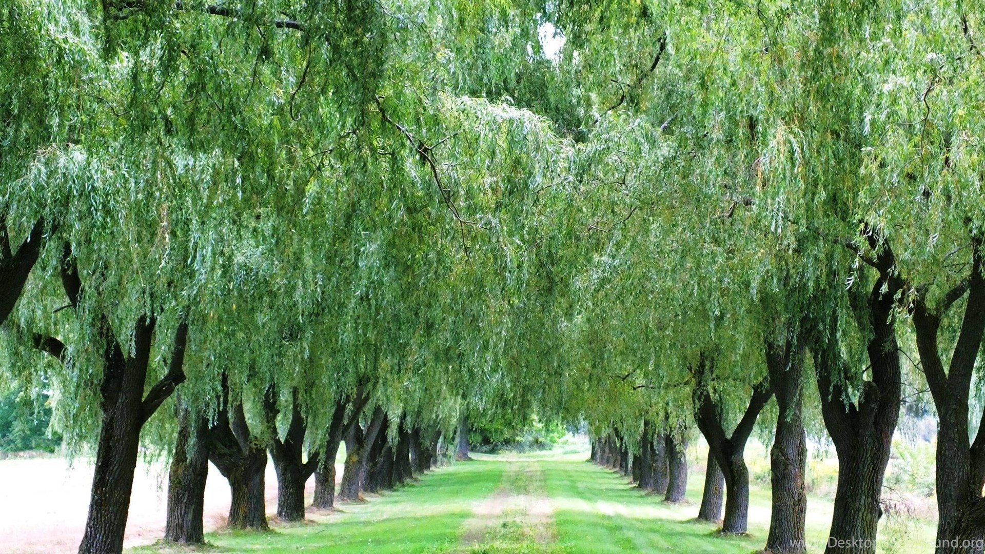 1920x1080 image For Weeping Willow Tree Background Desktop Background, Desktop