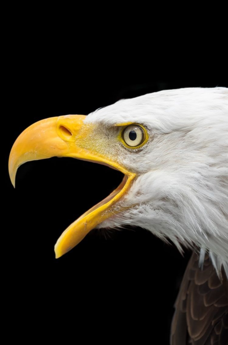 750x1140 Bald Eagle Face 4K UHD Wallpaper, Phone