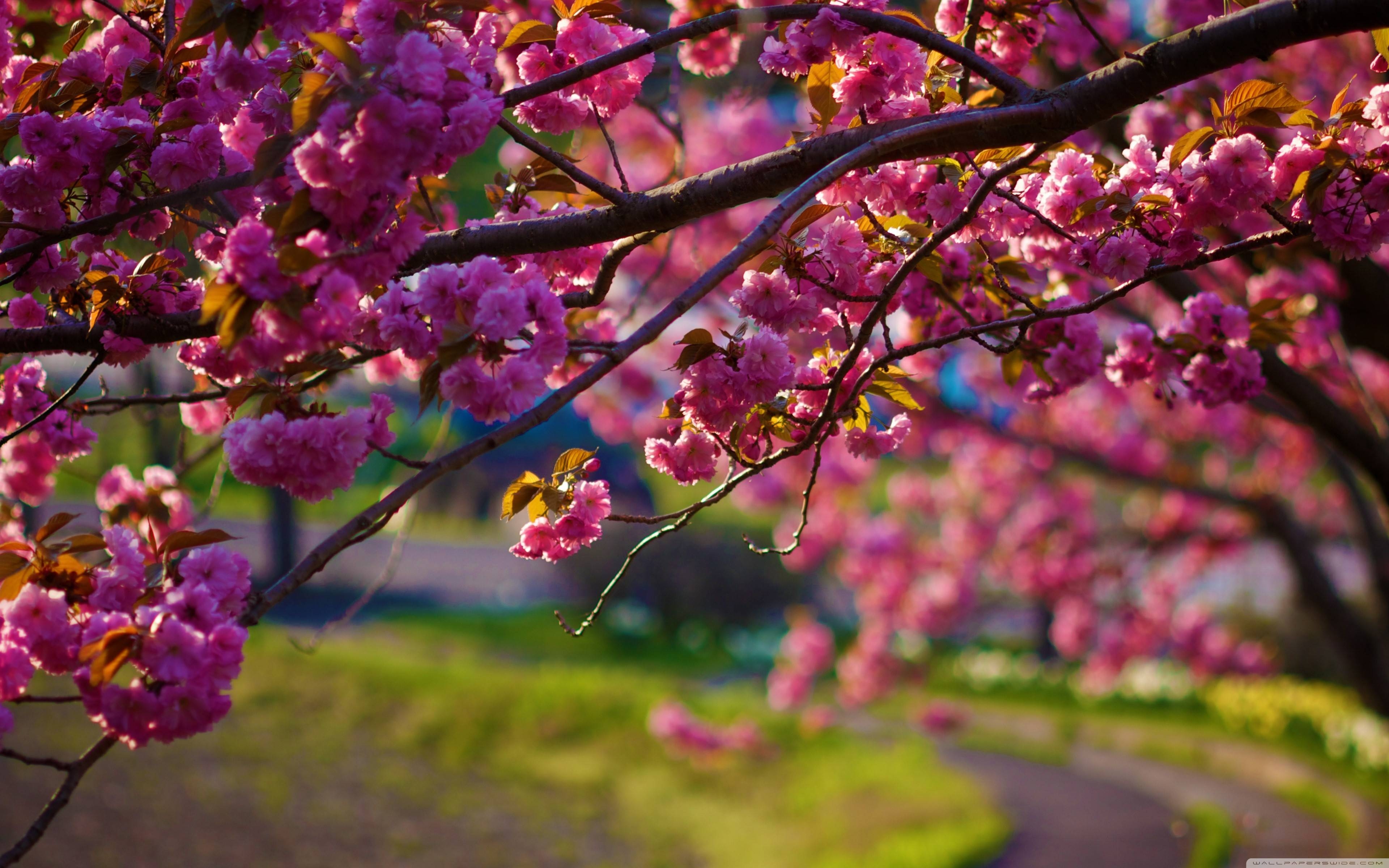 3840x2400 Nature Wallpaper with Spring Flowers, Desktop