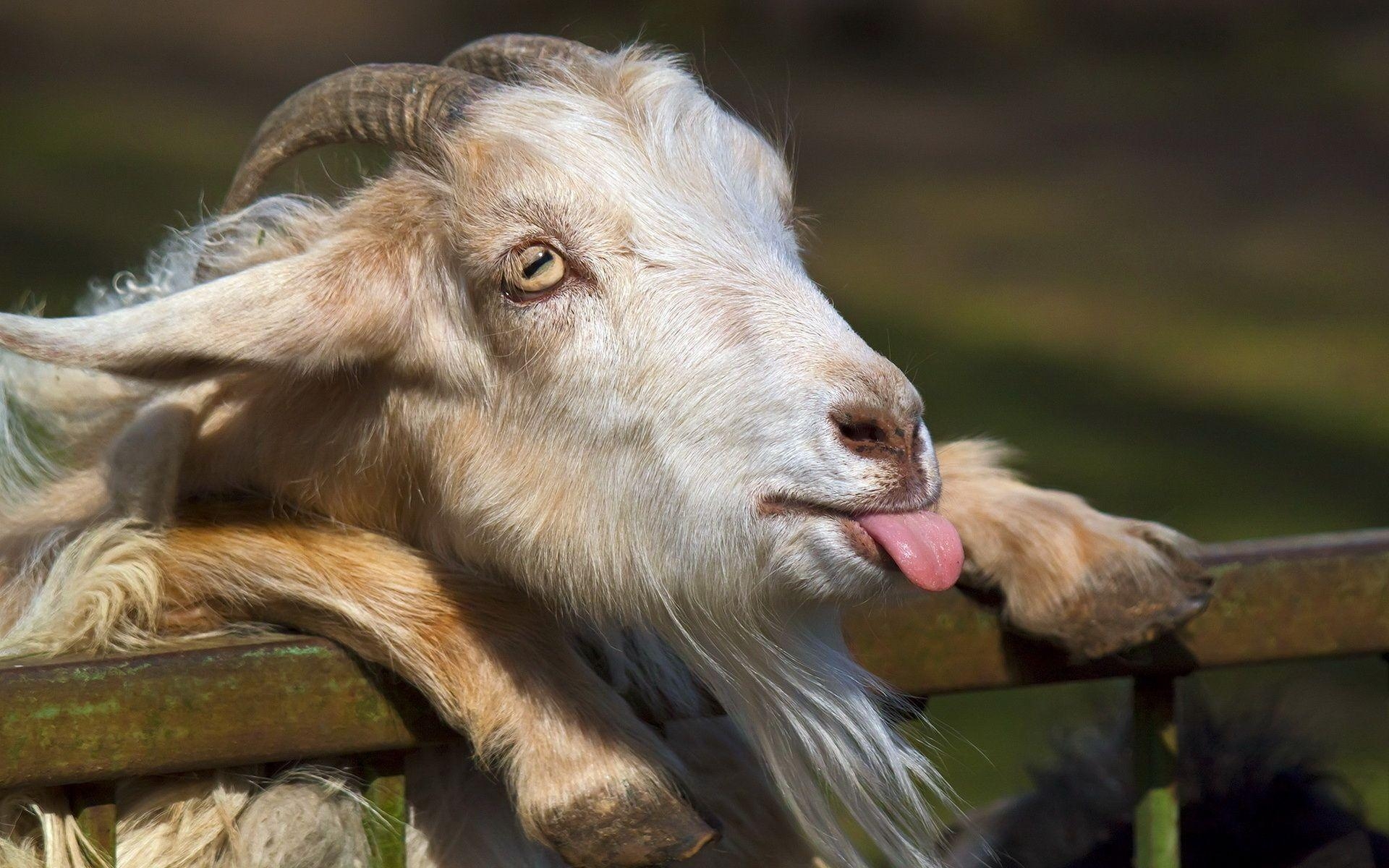 1920x1200 Cute Goats Wallpaper, Picture, Image, Desktop