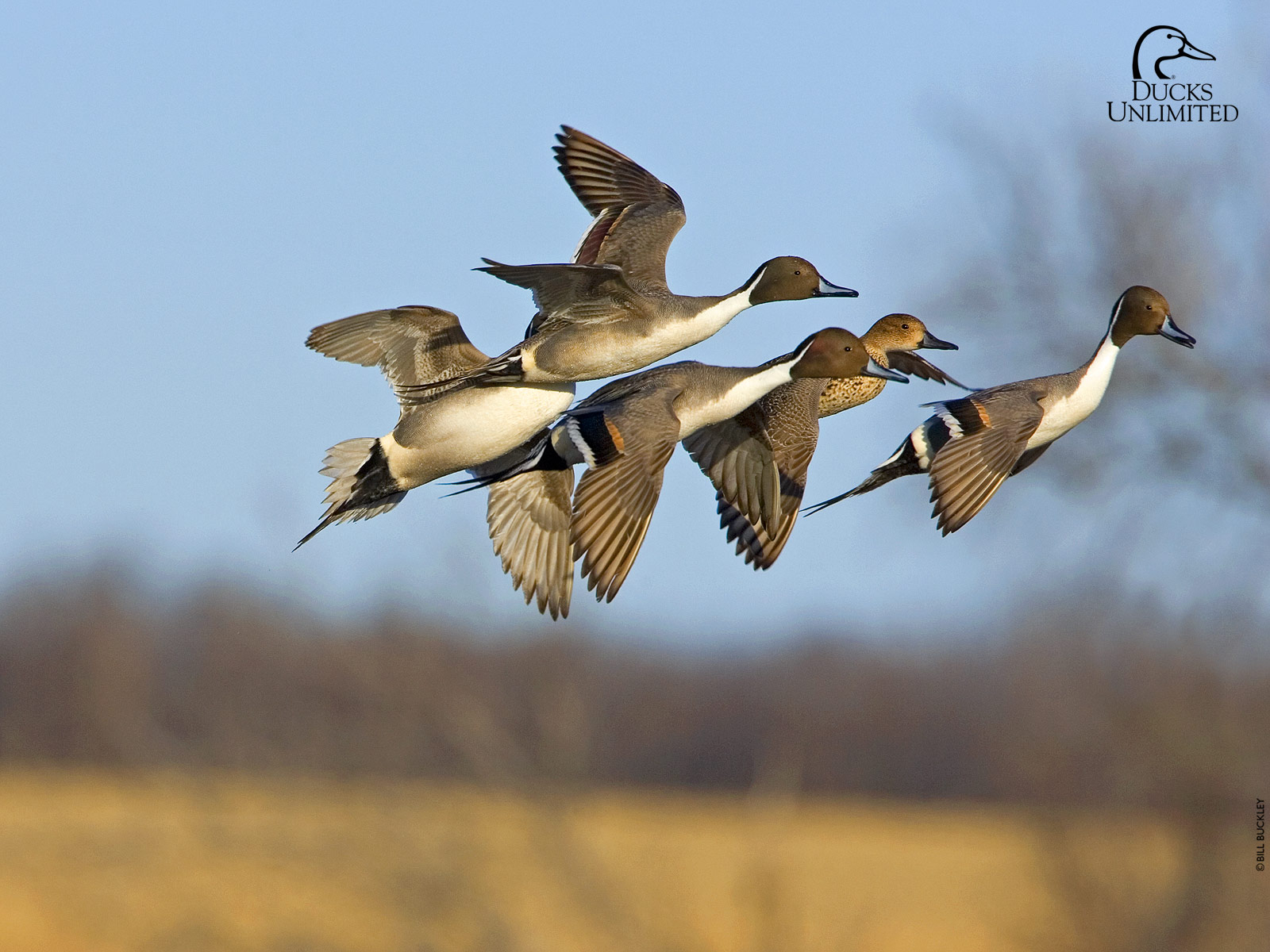 1600x1200 Ducks Unlimited Computer Background HD Wallpaper, Desktop