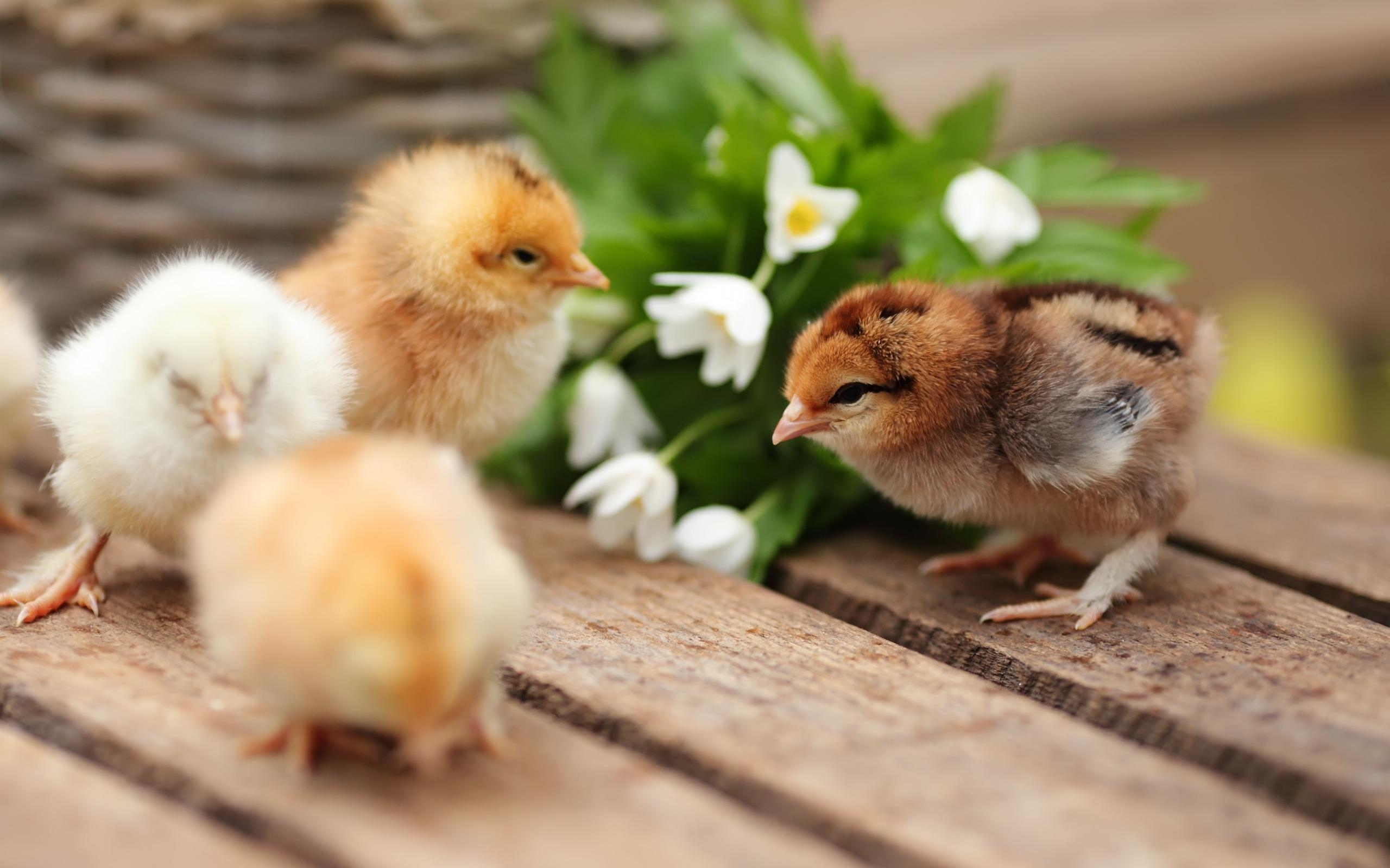 2560x1600 Download wallpaper Chickens, small birds, spring, cute, Desktop