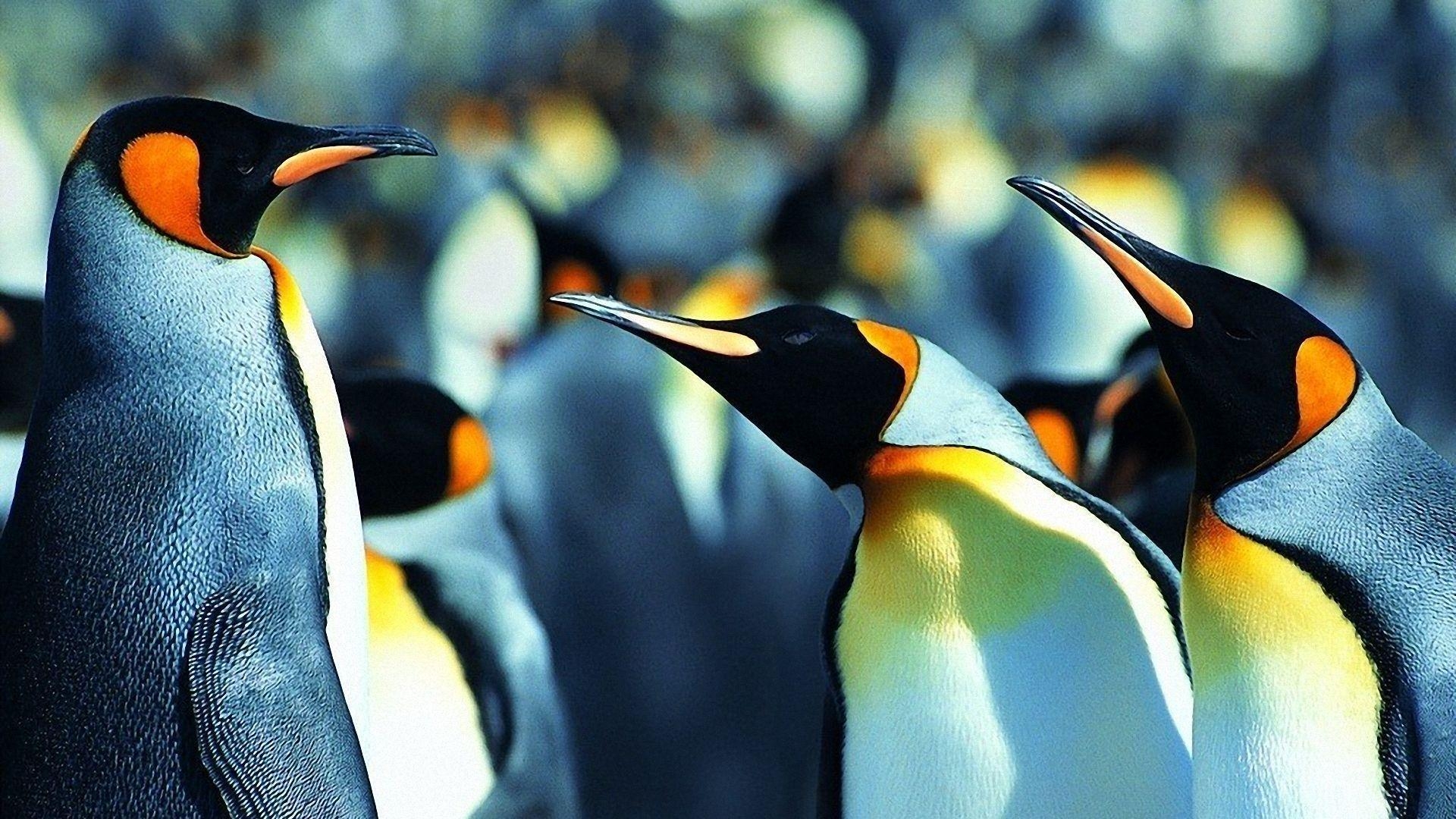 1920x1080 Penguin Wallpaper, Desktop