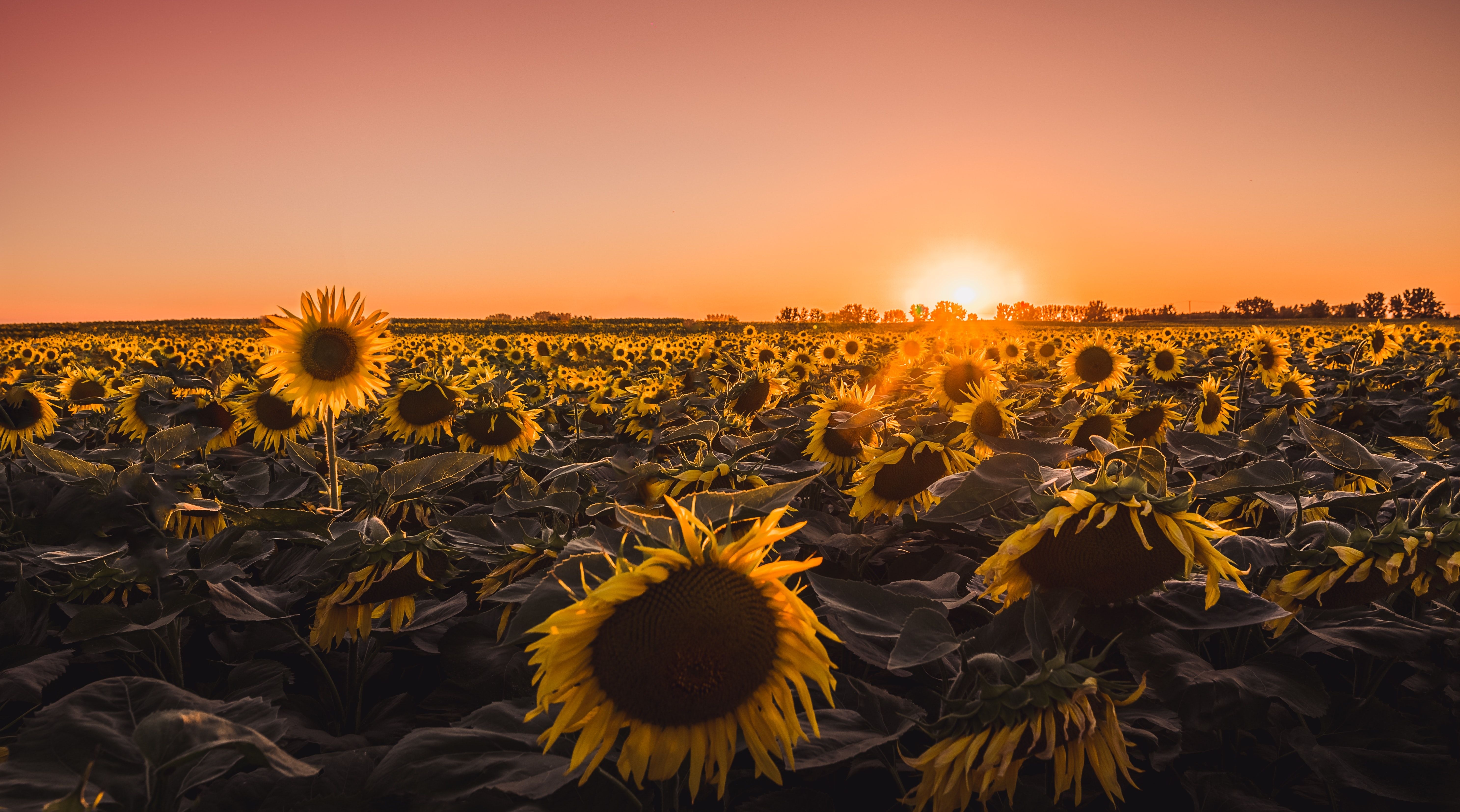 5950x3310 Wallpaper 4k Sunflowers Farm Golden Hour 4k Sunflowers Farm Golden Hour 4k wallpaper, Desktop