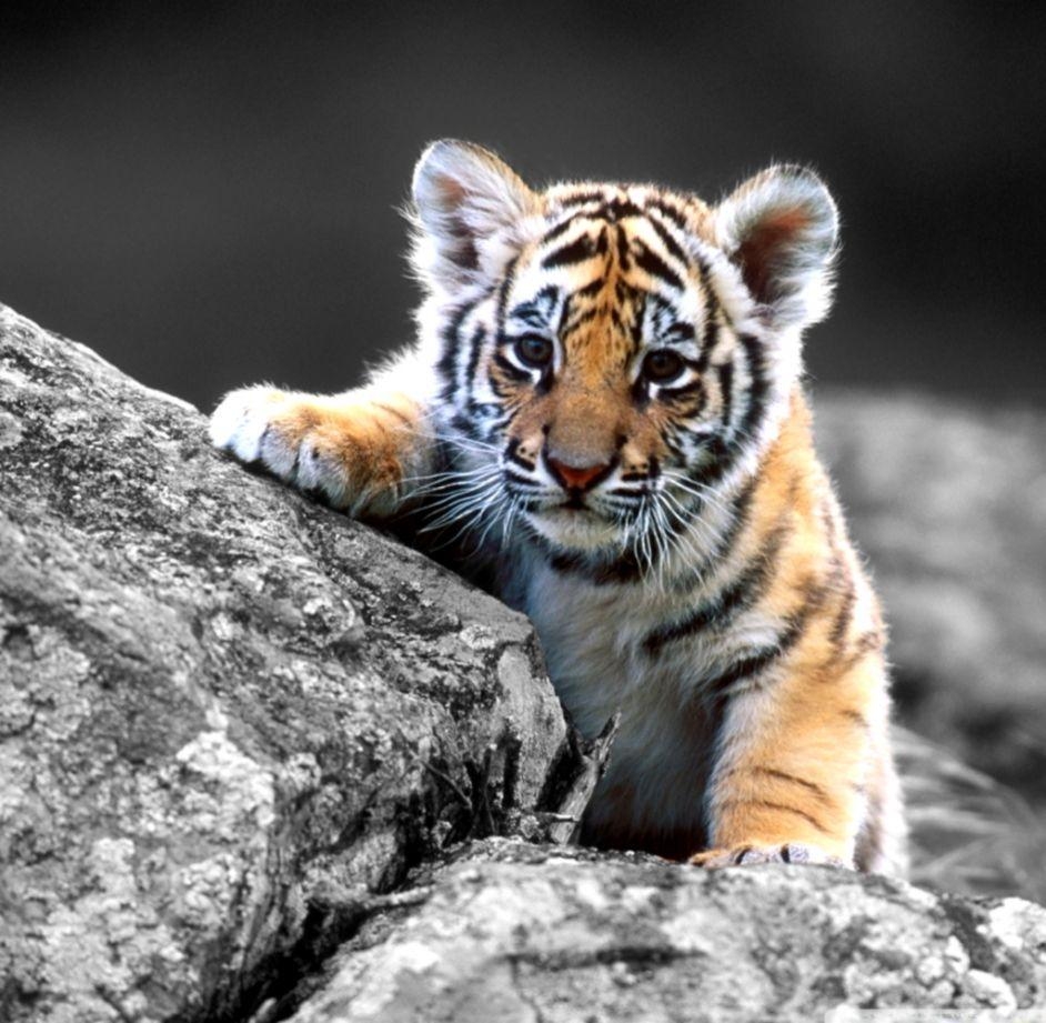 950x930 Cute Baby Tigers Wallpaper, Desktop