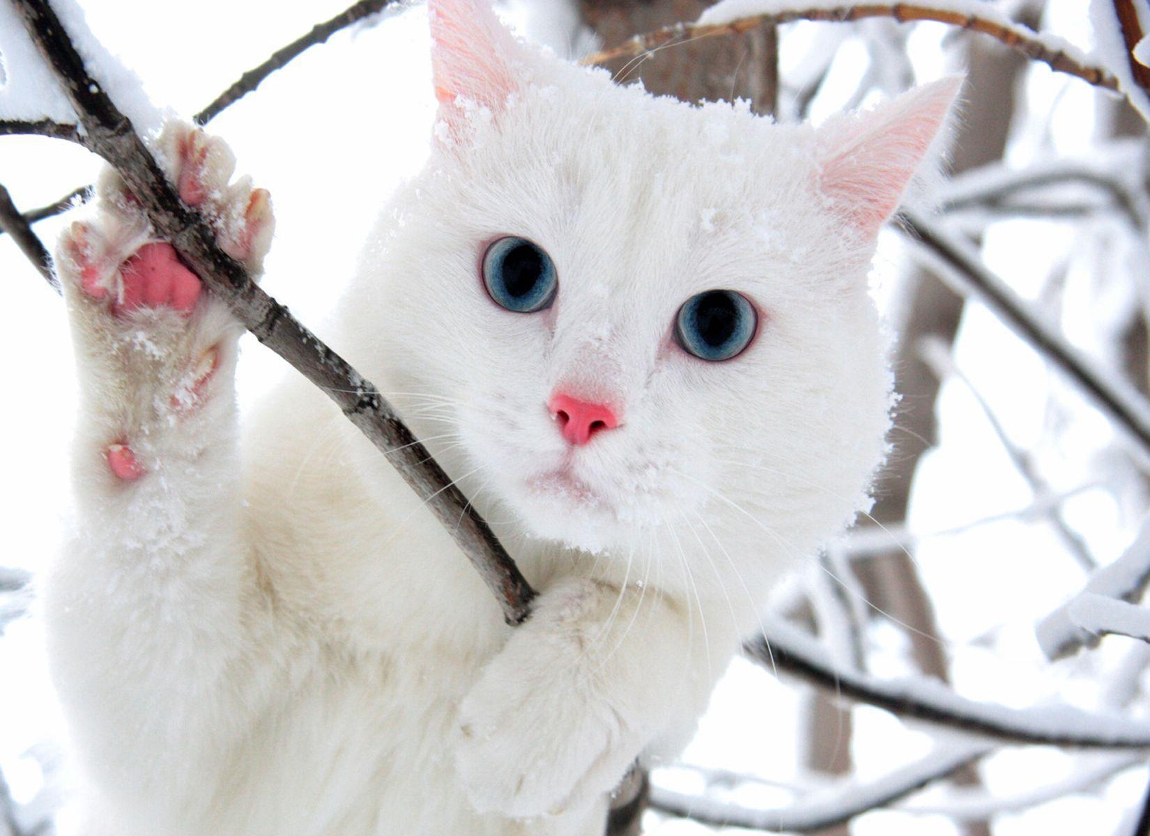 1650x1200 Cute White Cat Wallpaper For Desktop, Desktop