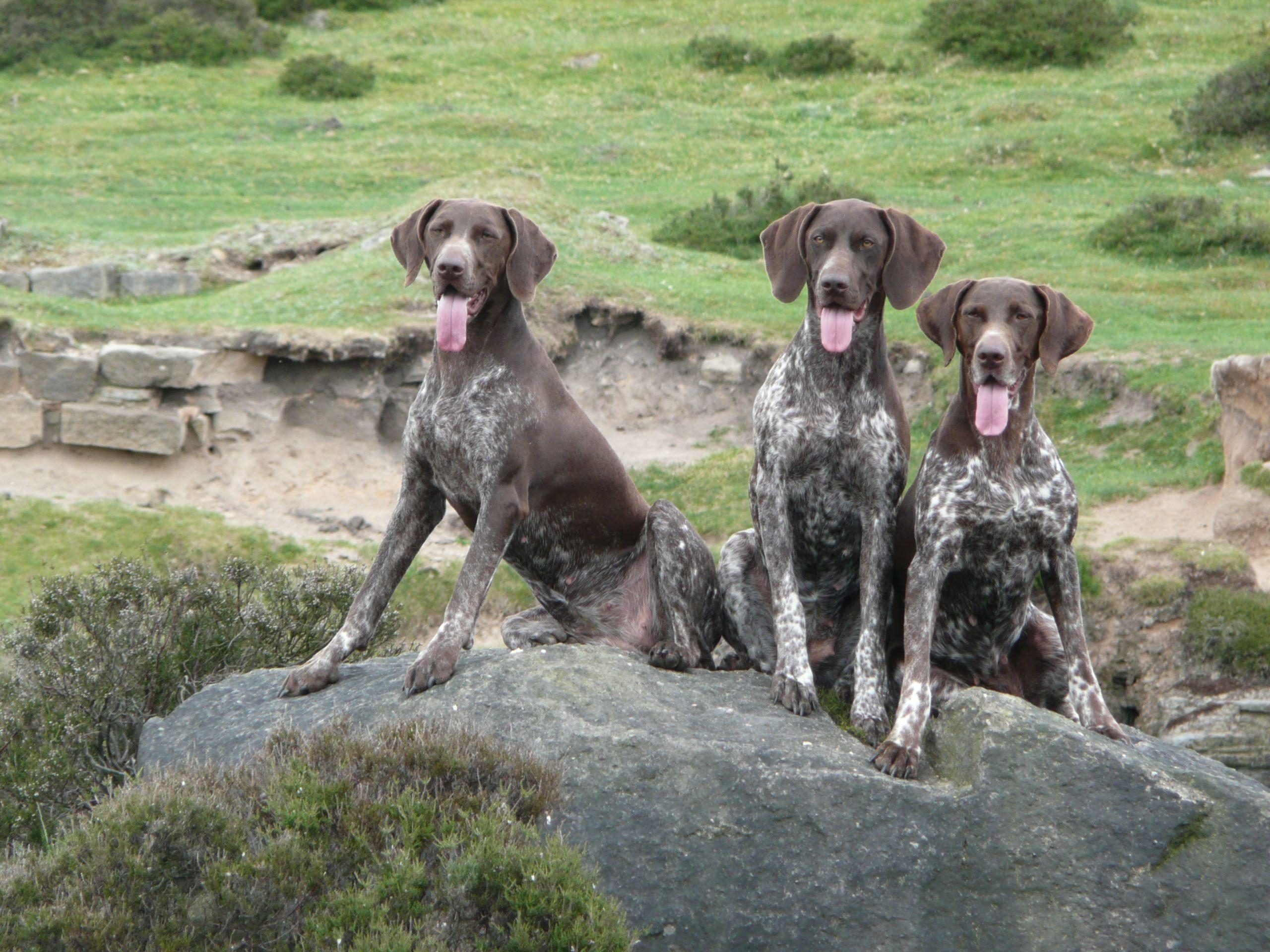 2560x1920 German Shorthaired Pointer-good long distance running dogs, Desktop