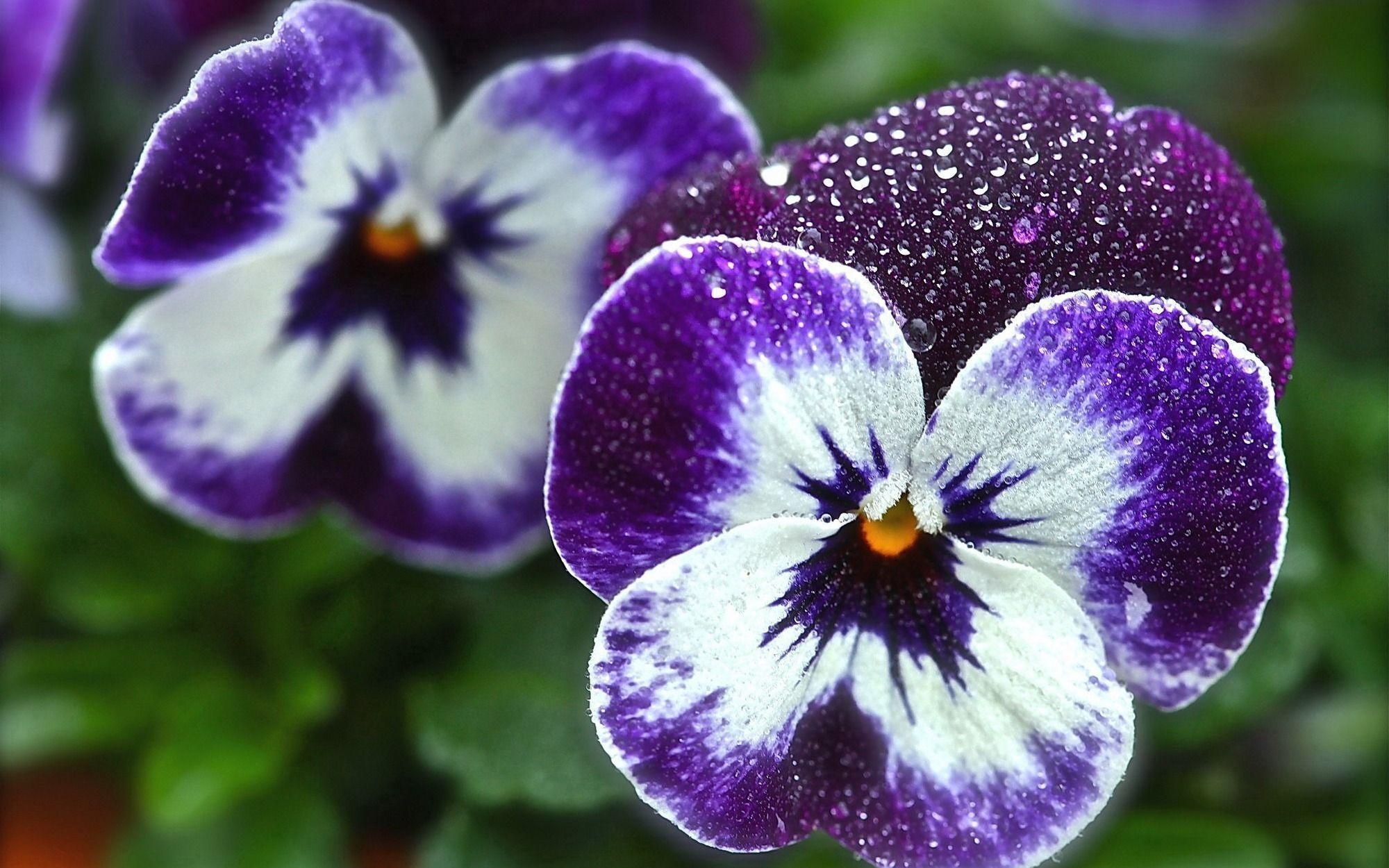 2000x1250 Beautiful flowers viola (violet, pansy) in the garden wallpaper, Desktop