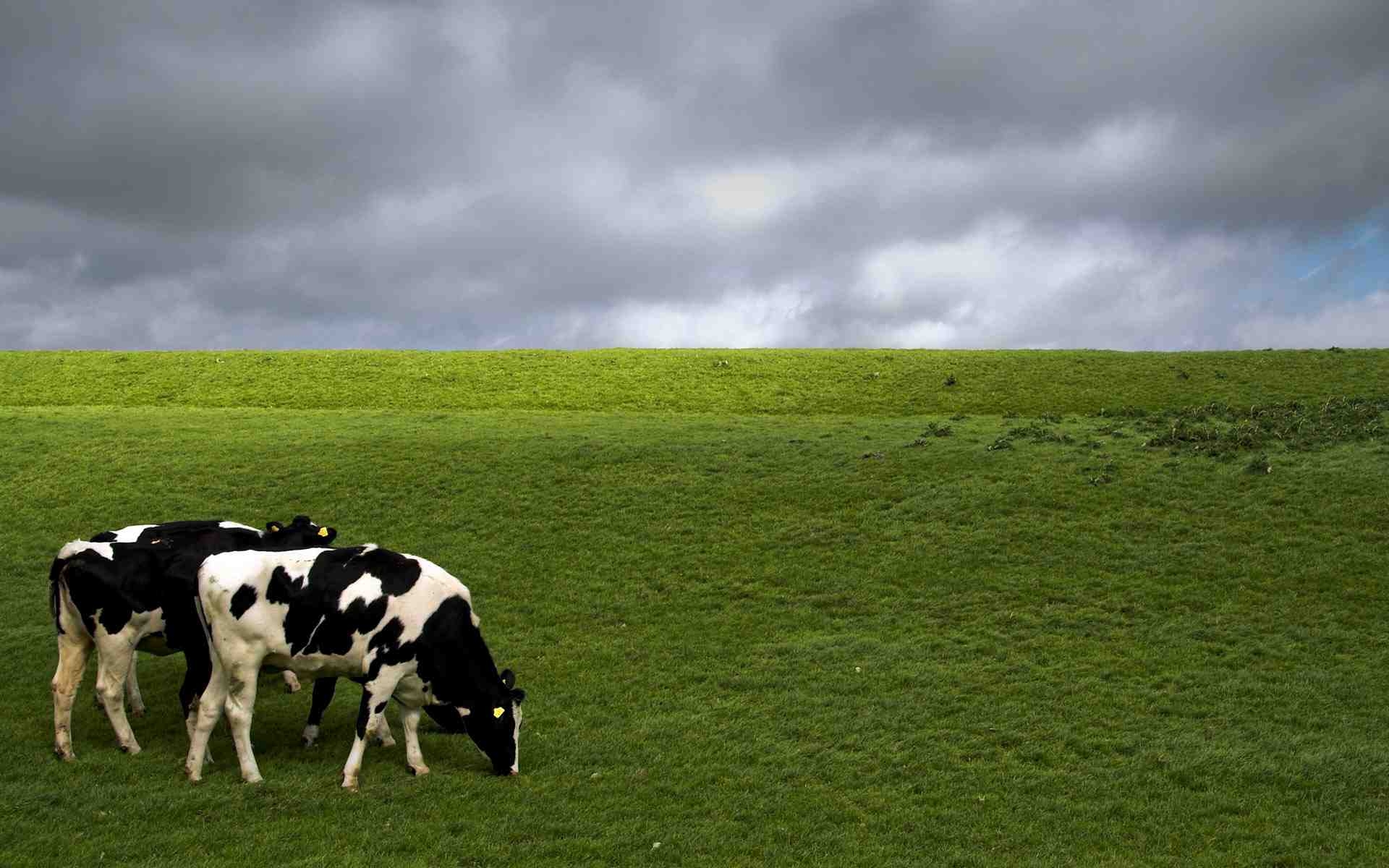 1920x1200 Cow Background. Dangerous Cow, Desktop