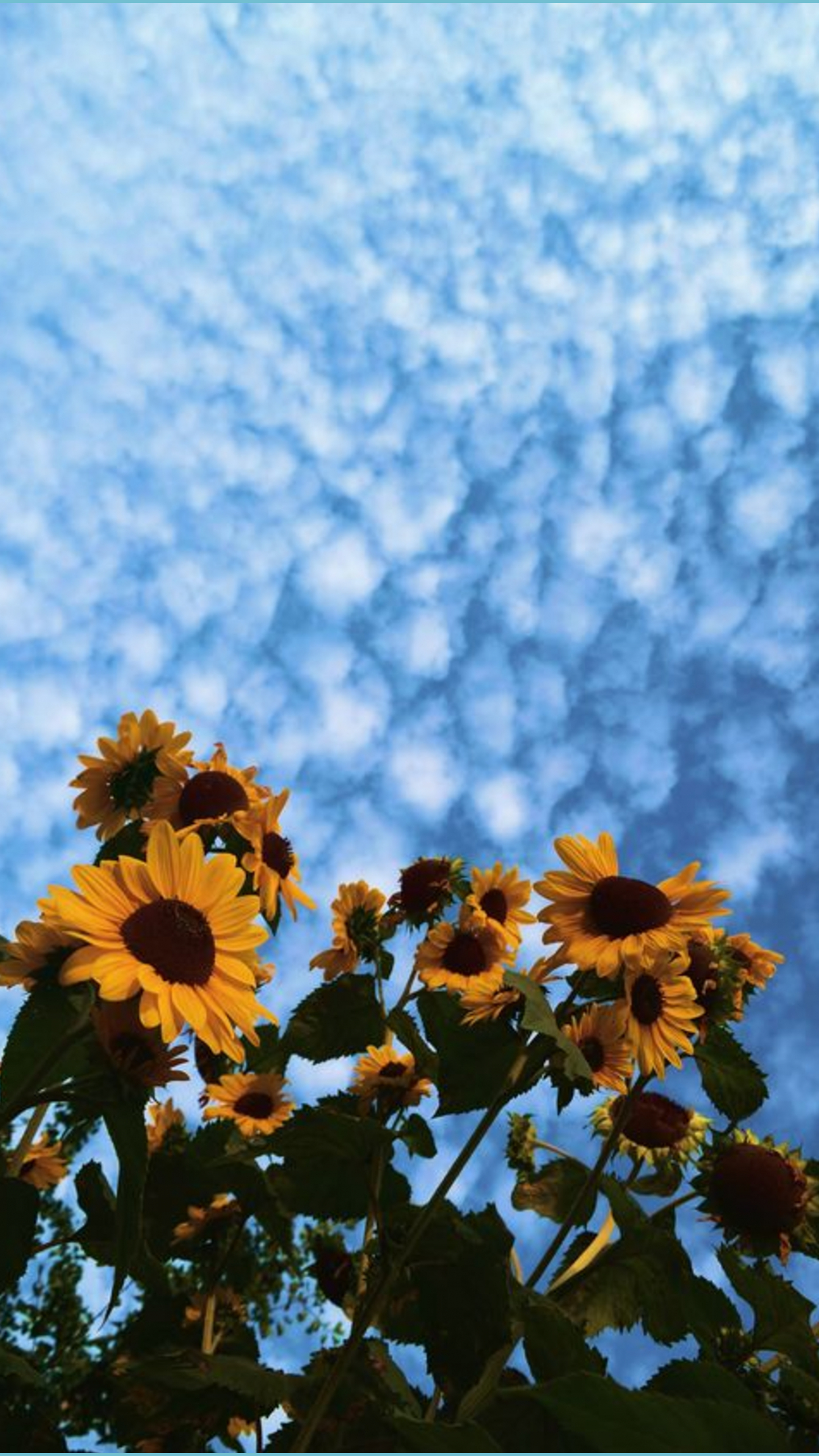 2160x3840 iPhone Aesthetic Sunflower Wallpaper, Phone