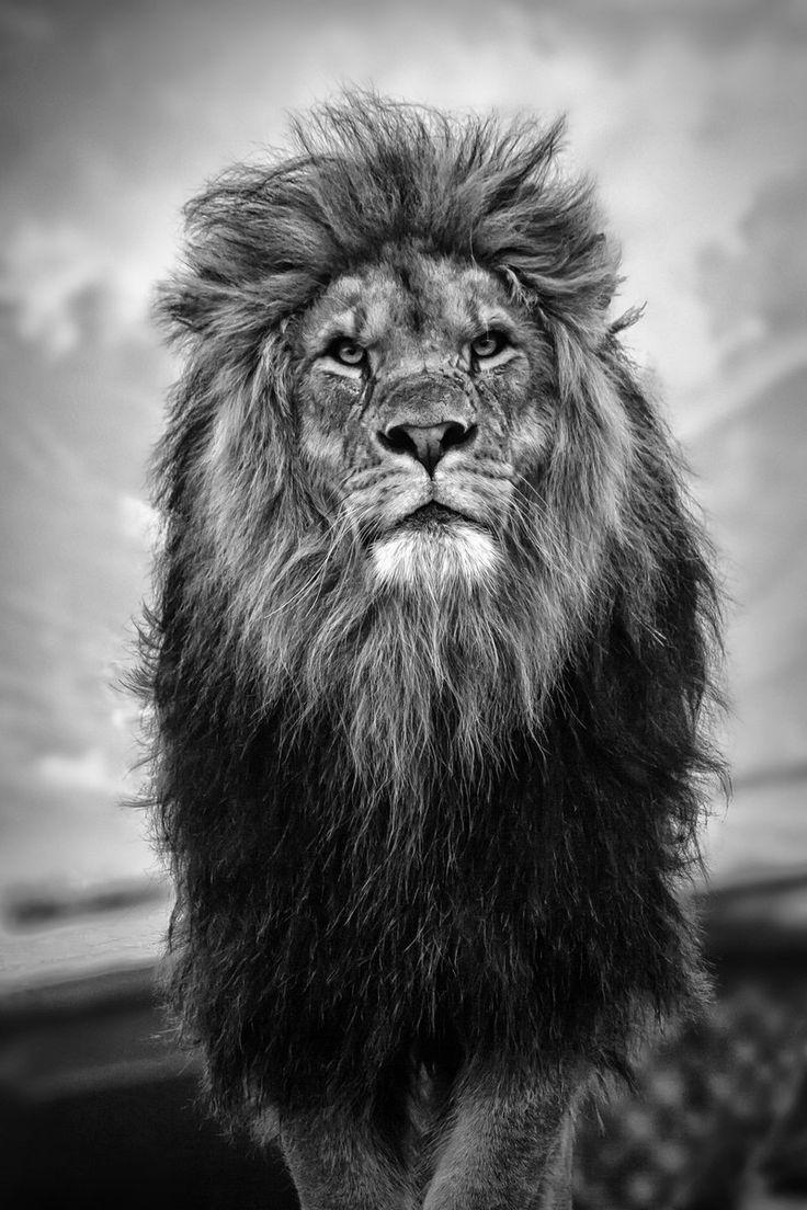 740x1110 HD Wallpaper iPhone King Lion 3D iPhone Wallpaper, Phone