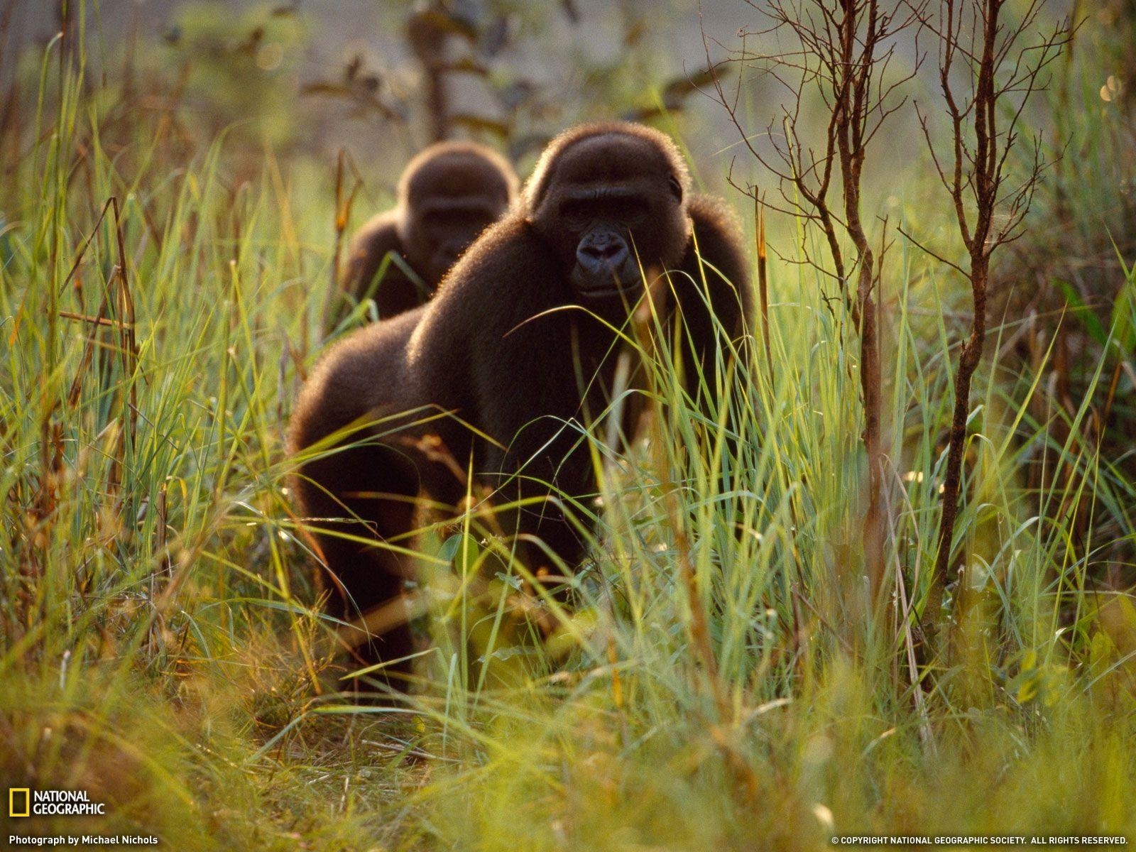 1600x1200 Some of the Best Photo From National Geographic, Desktop