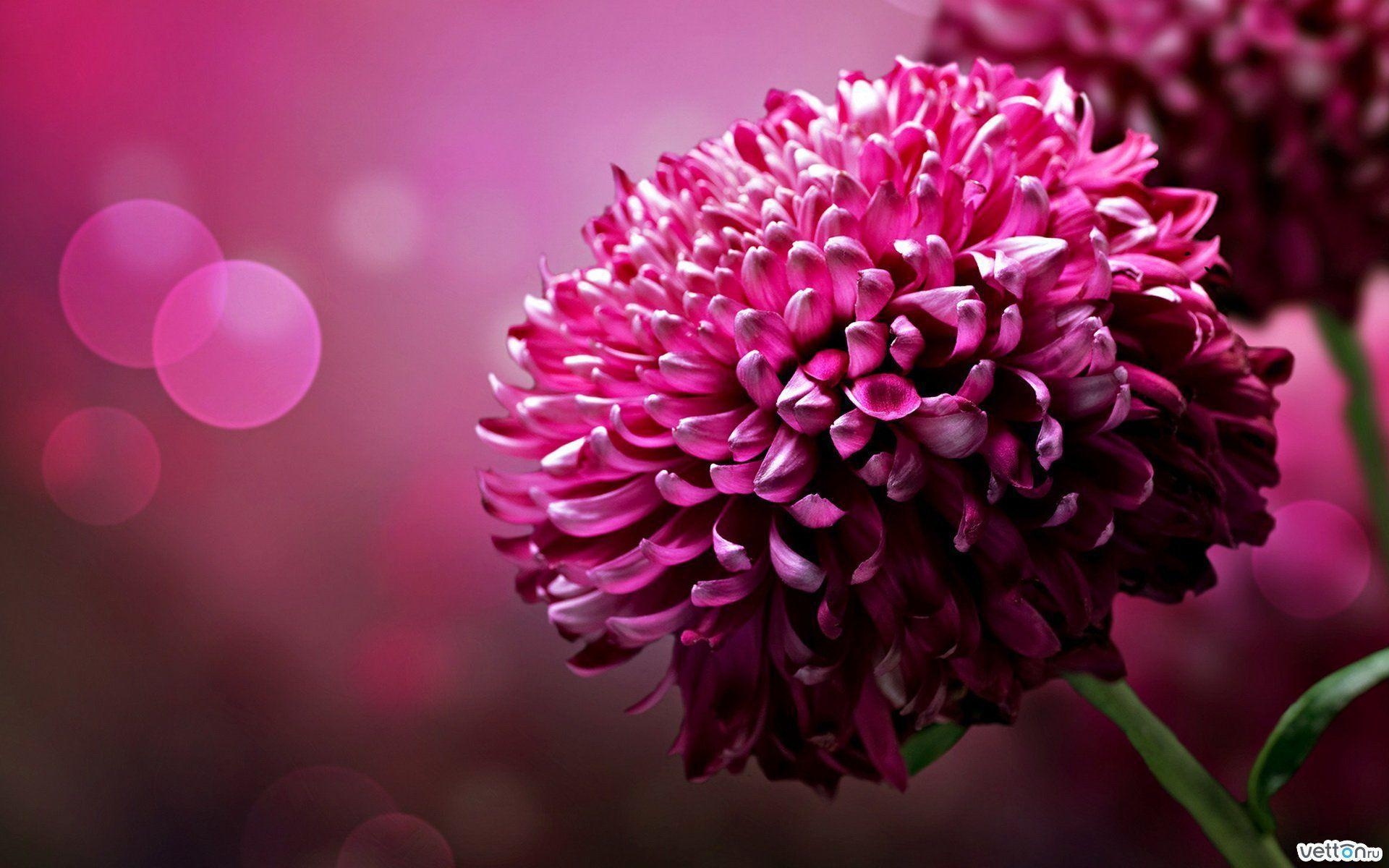 1920x1200 HD Pink Flowers Wallpaper, Desktop