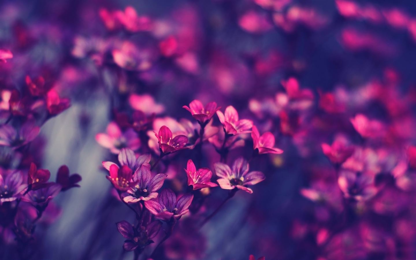 1440x900 Purple wildflowers MacBook Air Wallpaper Download, Desktop