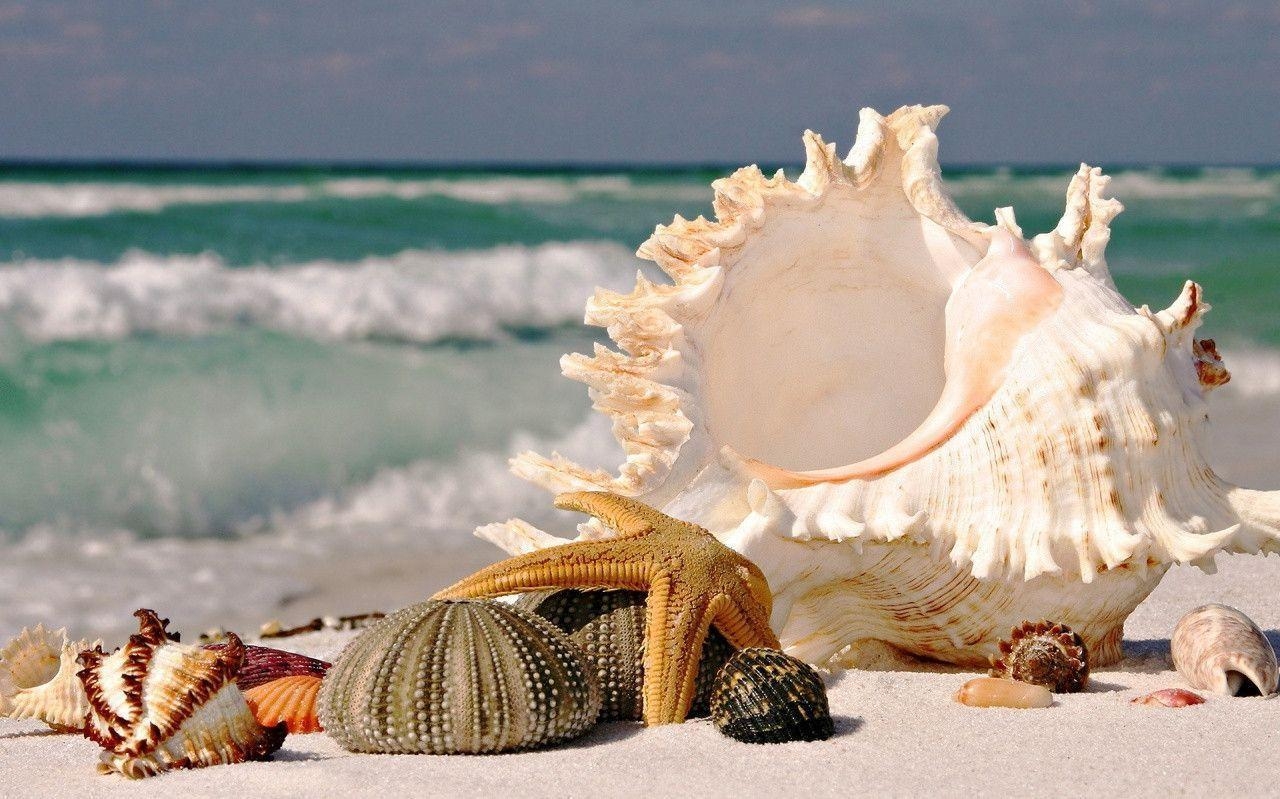 1280x800 Beach seashells Wallpaper, Desktop