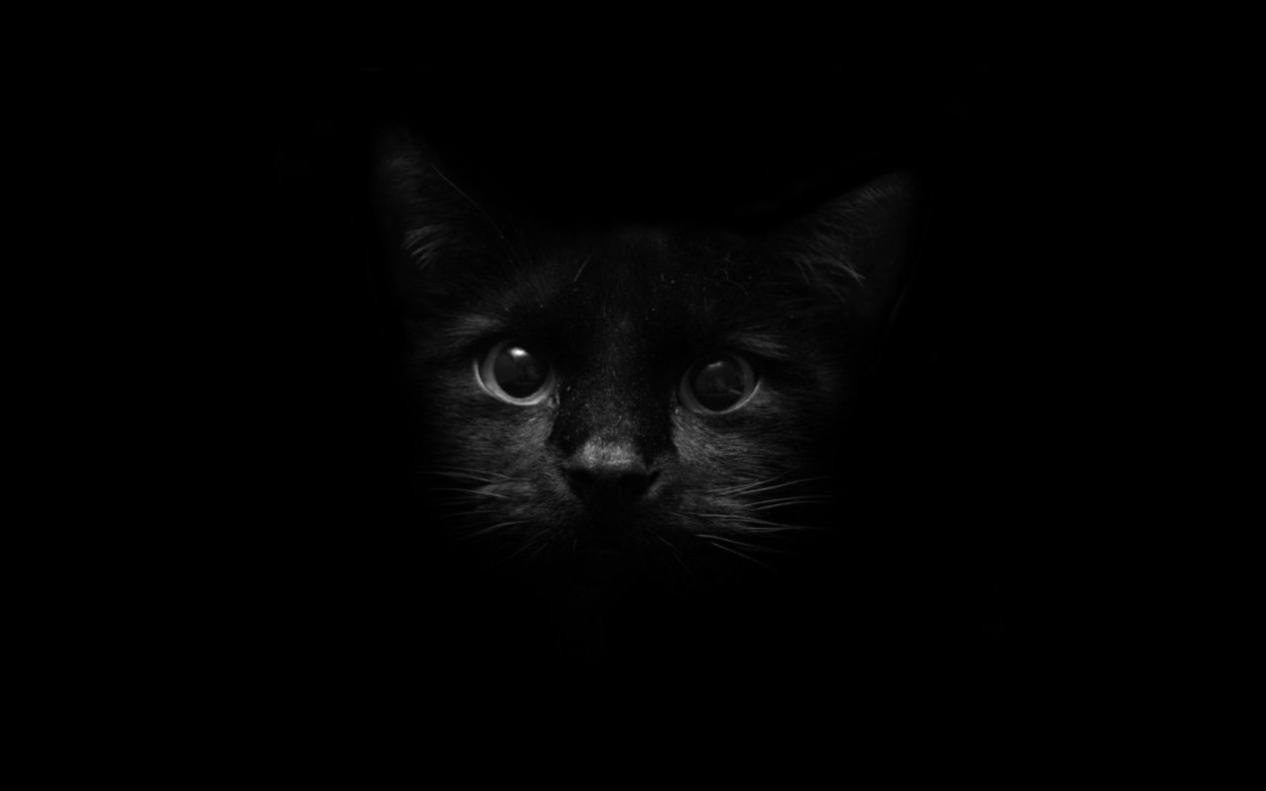 2560x1600 Aesthetic Black Cat Wallpaper Free Aesthetic Black Cat Background, Desktop