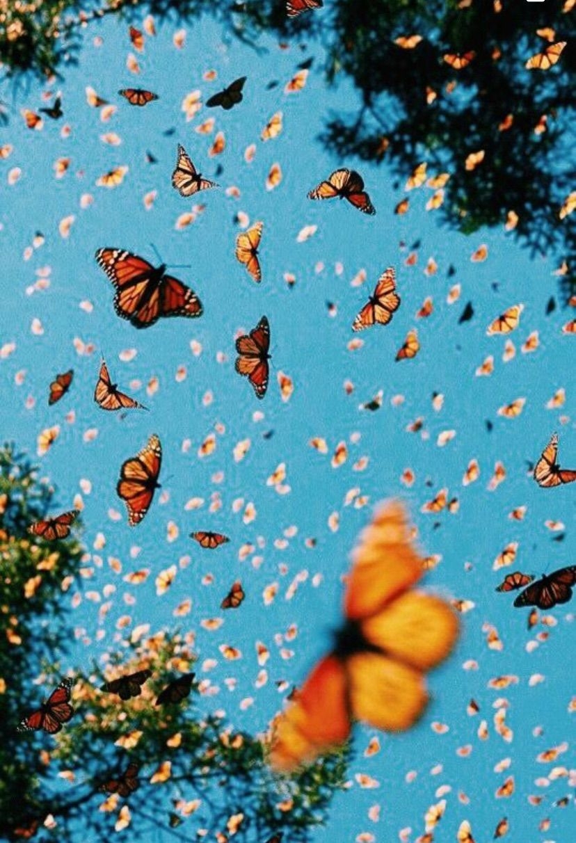 830x1220 butterfly, aesthetic, and wallpaper image, Phone