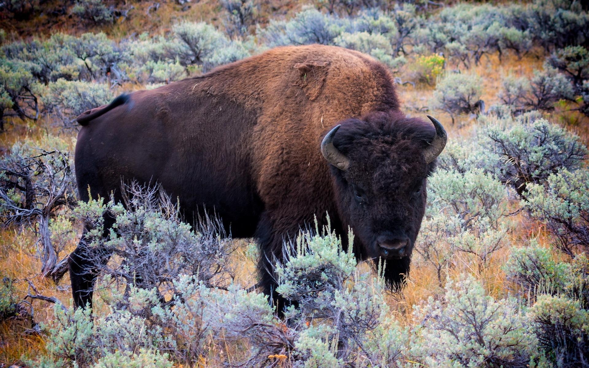 1920x1200 Buffalo HD Background, Desktop