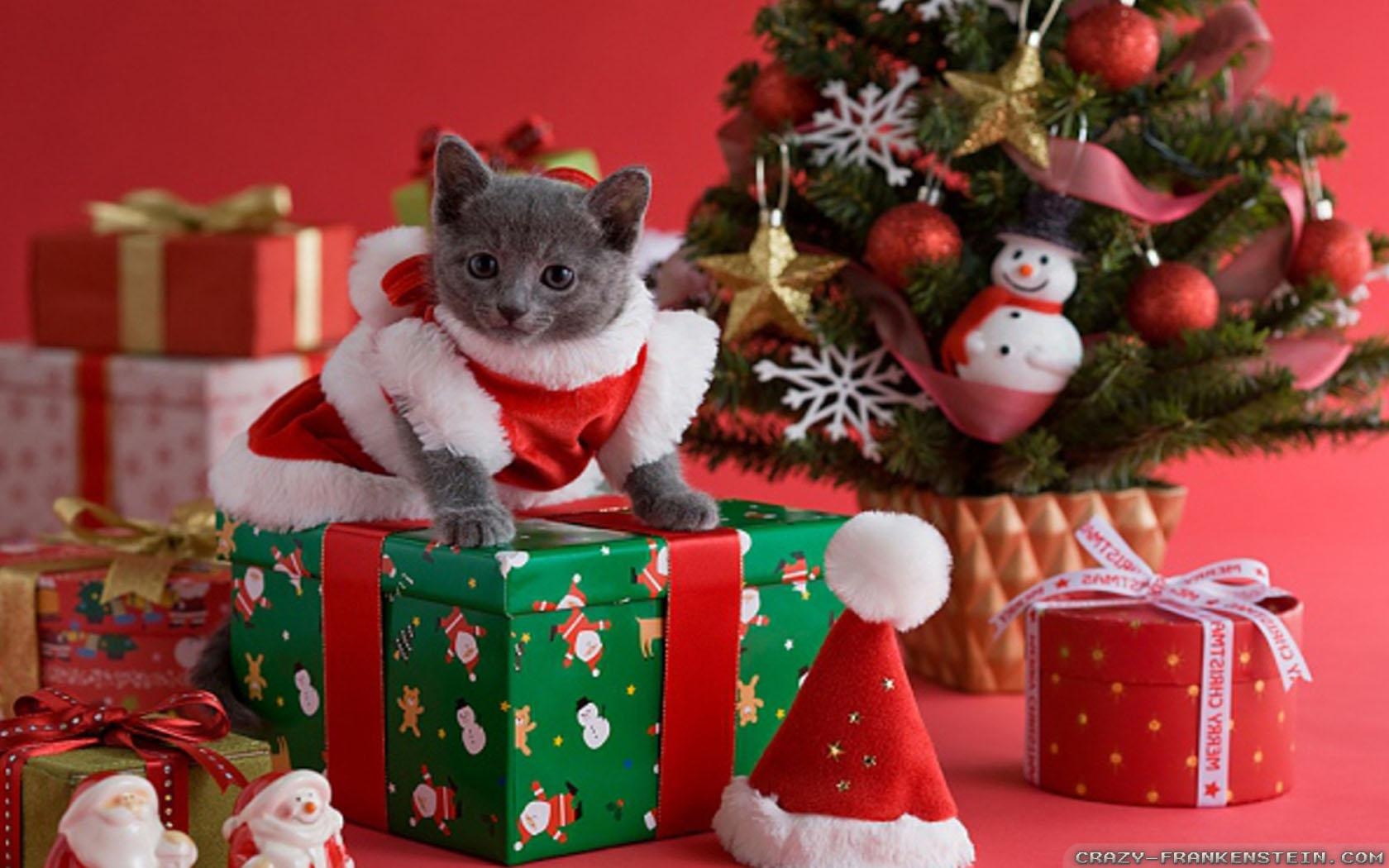 1680x1050 Christmas Cat wallpaper, Desktop