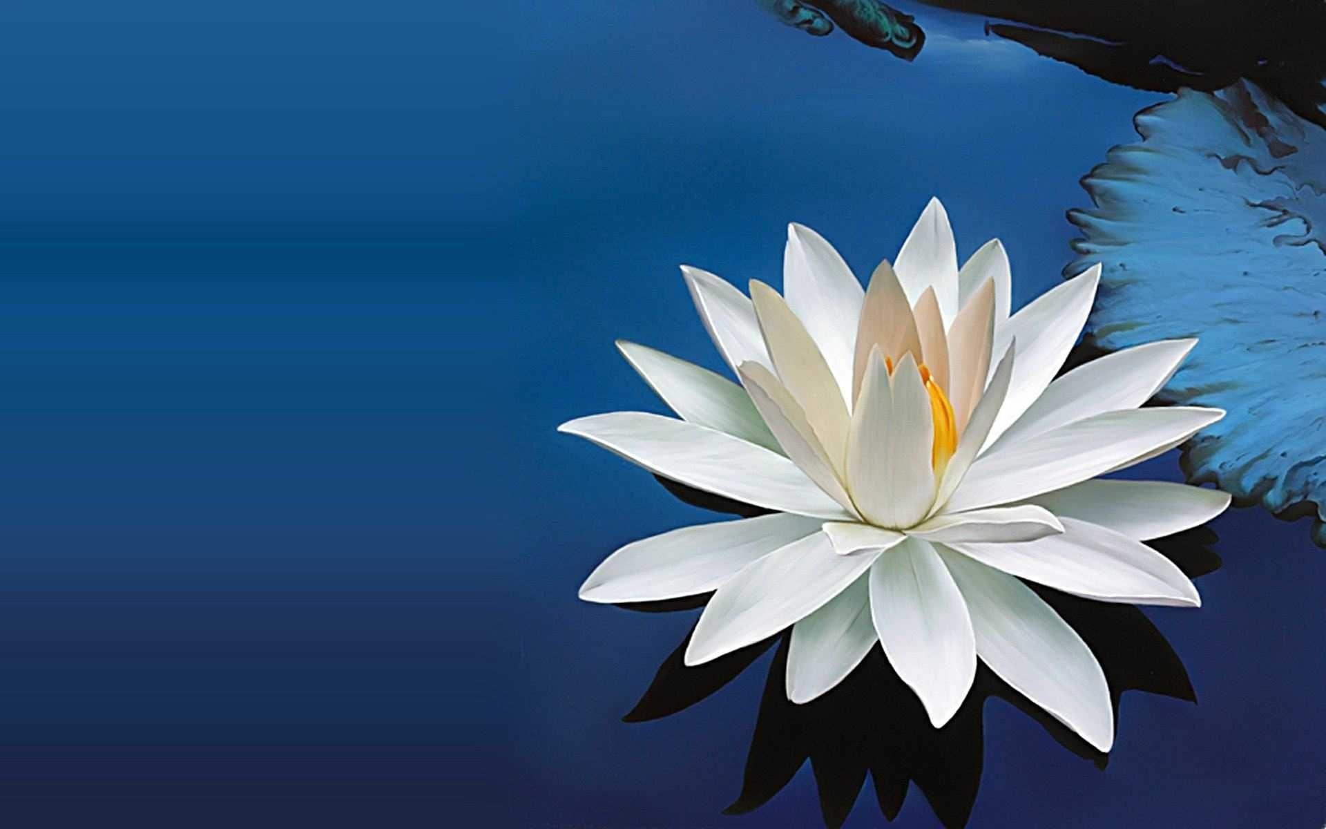 1920x1200 White Lotus Flower Wallpaper Desktop Wallpaper Lotus White, Desktop