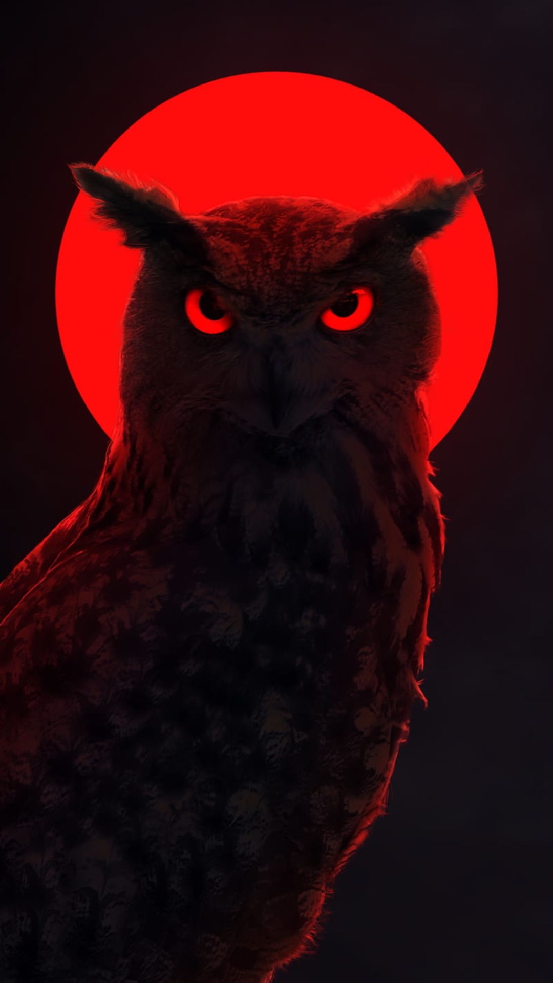 1080x1920 Best Owl HD Wallpaper [ Ultra HD ], Phone