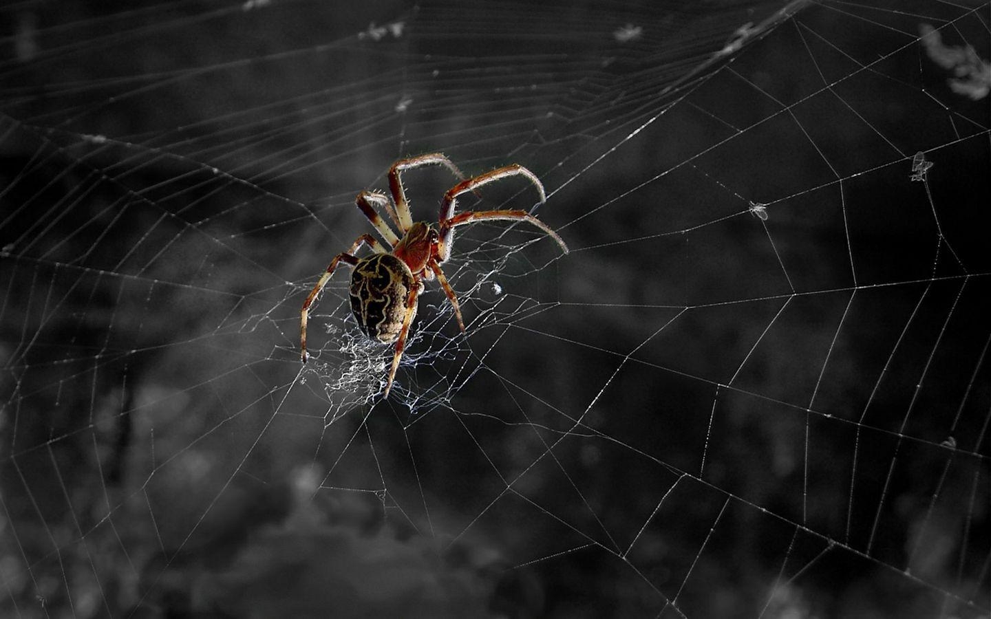 1440x900 Spider Web Woman Wallpaper, Desktop