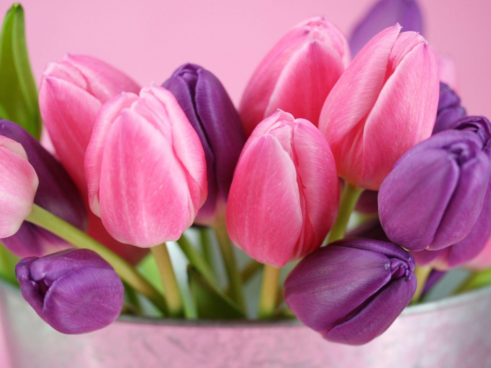 1920x1440 Pink Tulips HD Picture And Wallpaper. TanukinoSippo, Desktop