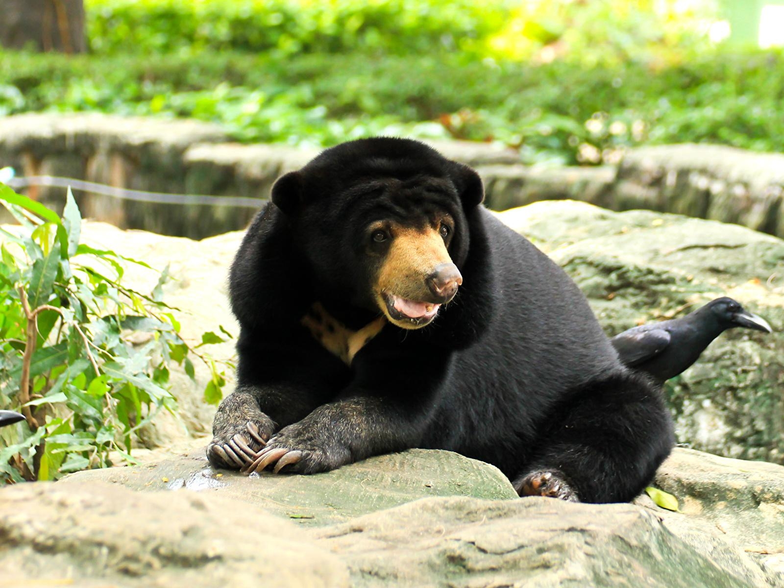 1600x1200 image Bears Malayan sun bears Glance Animals, Desktop