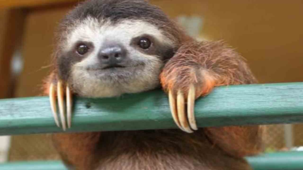 1280x720 Sloth wallpaper, Animal, HQ Sloth pictureK Wallpaper 2019, Desktop