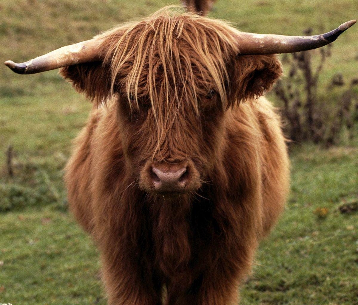 1200x1030 Loved these woolly cows in scotland. generally Penny, Desktop