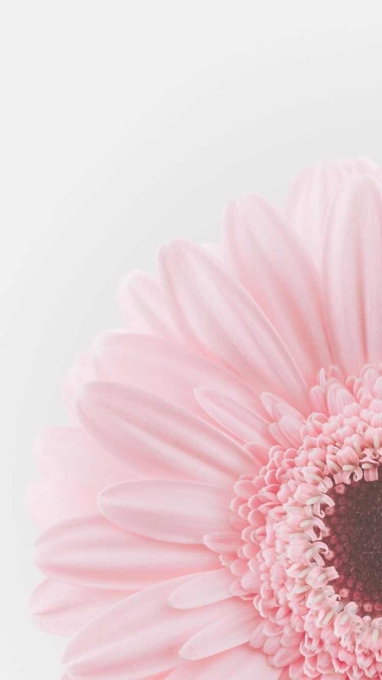 750x1340 Pastel Aesthetic Flower Wallpaper iPhone, Phone