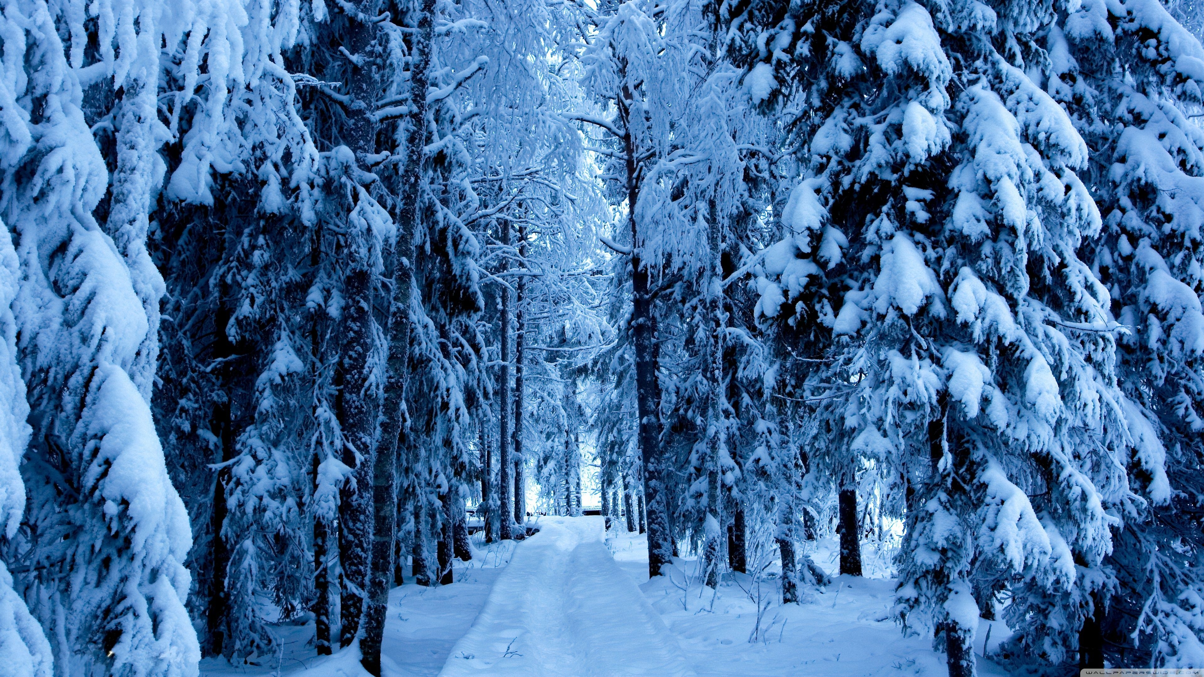 3840x2160 Snow Forest Wallpaper Free Snow Forest Background, Desktop