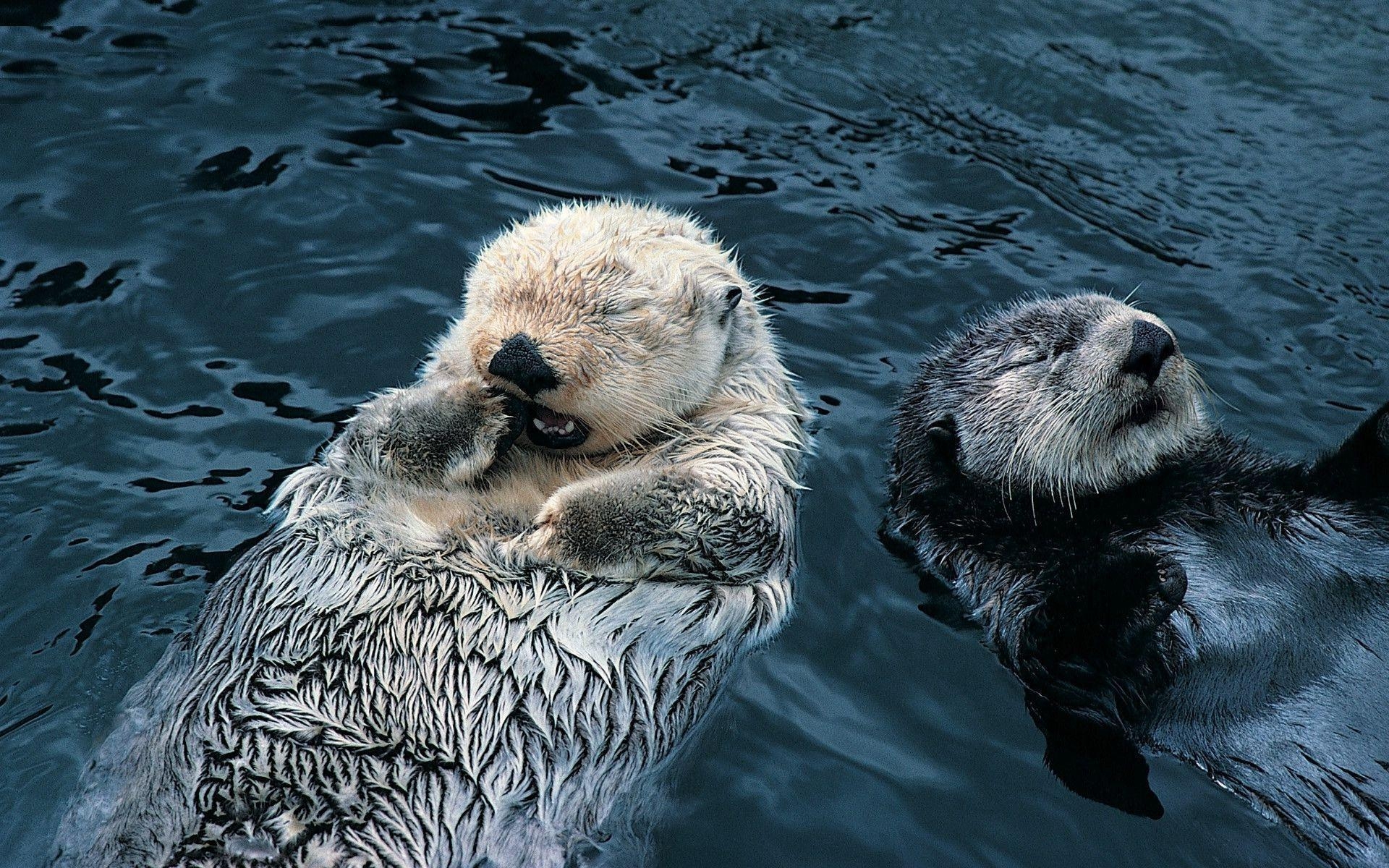 1920x1200 Sea Otter Wallpaper, Desktop