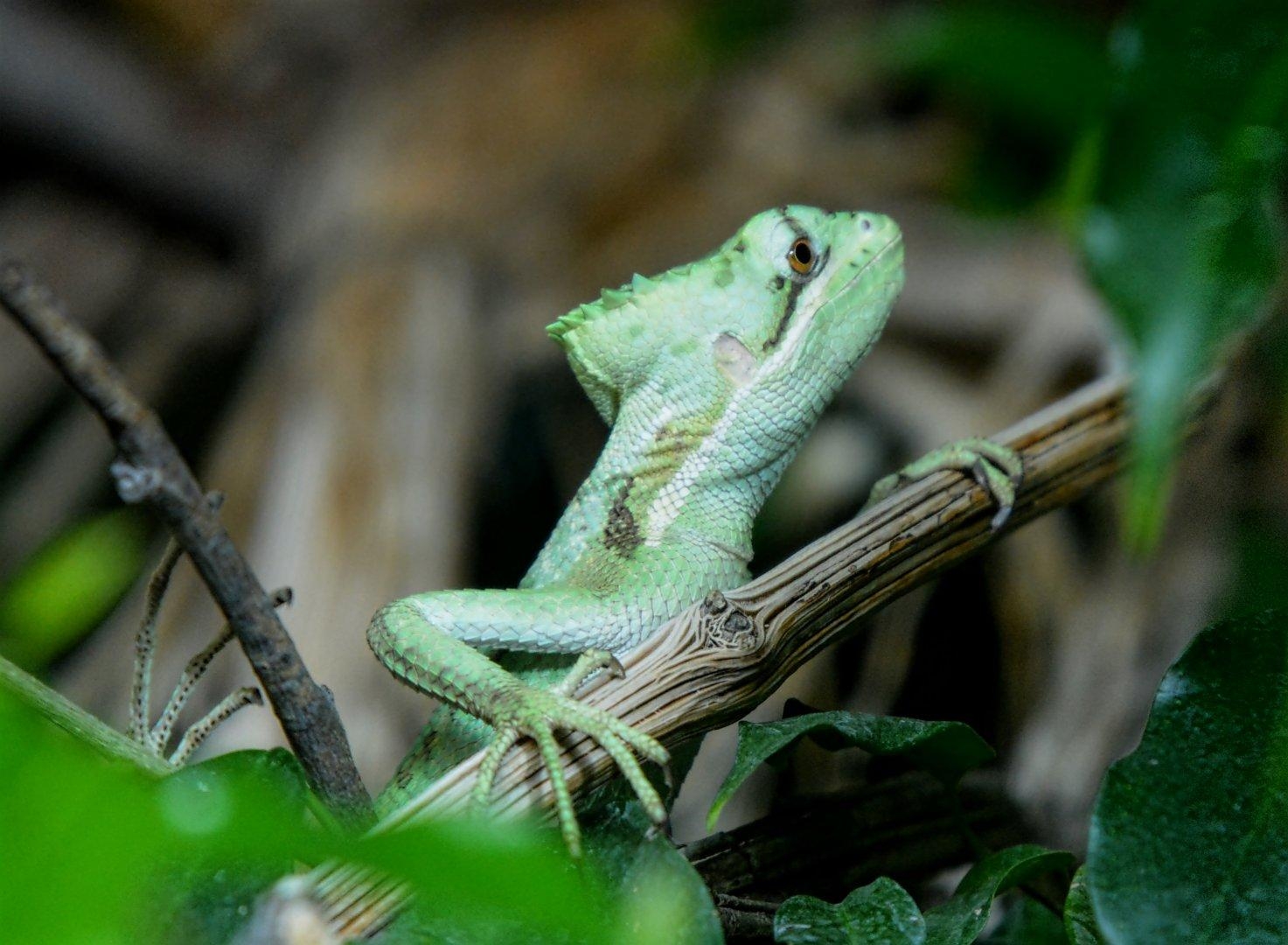 1480x1080 Casque Headed Iguana, Desktop