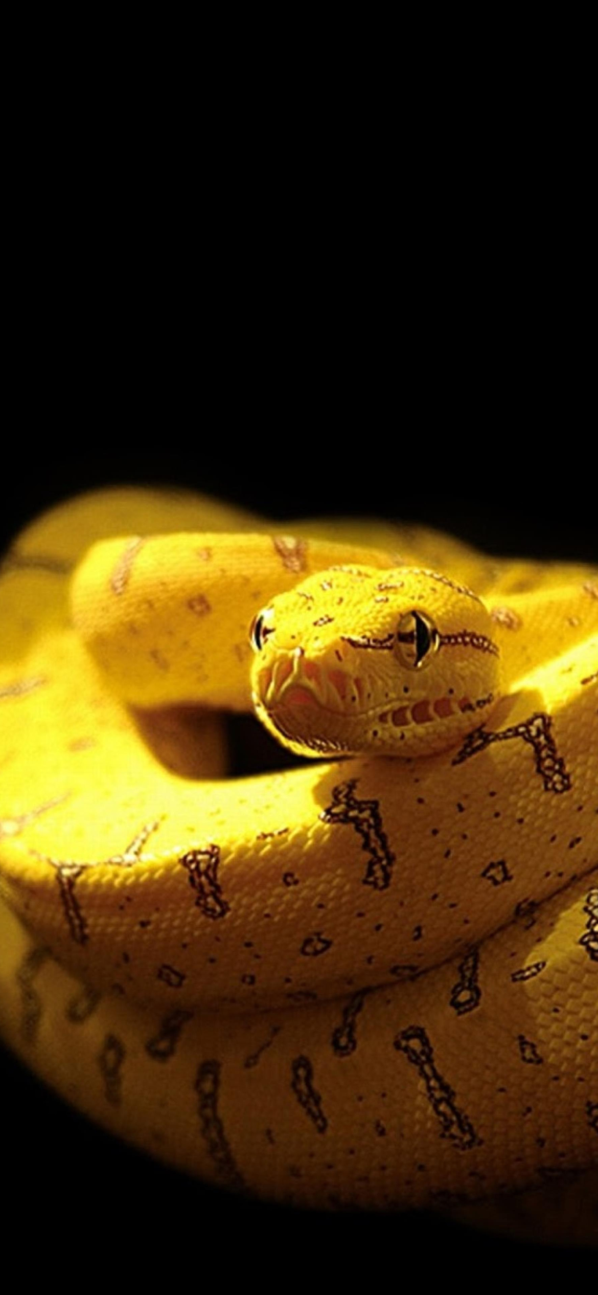 1170x2540 Download Python, Snake Wallpaper in  Resolution, Phone