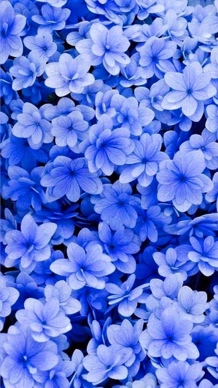 740x1310 Blue Floral Wallpaper. Blue floral wallpaper, iPhone wallpaper photo, Floral wallpaper, Phone