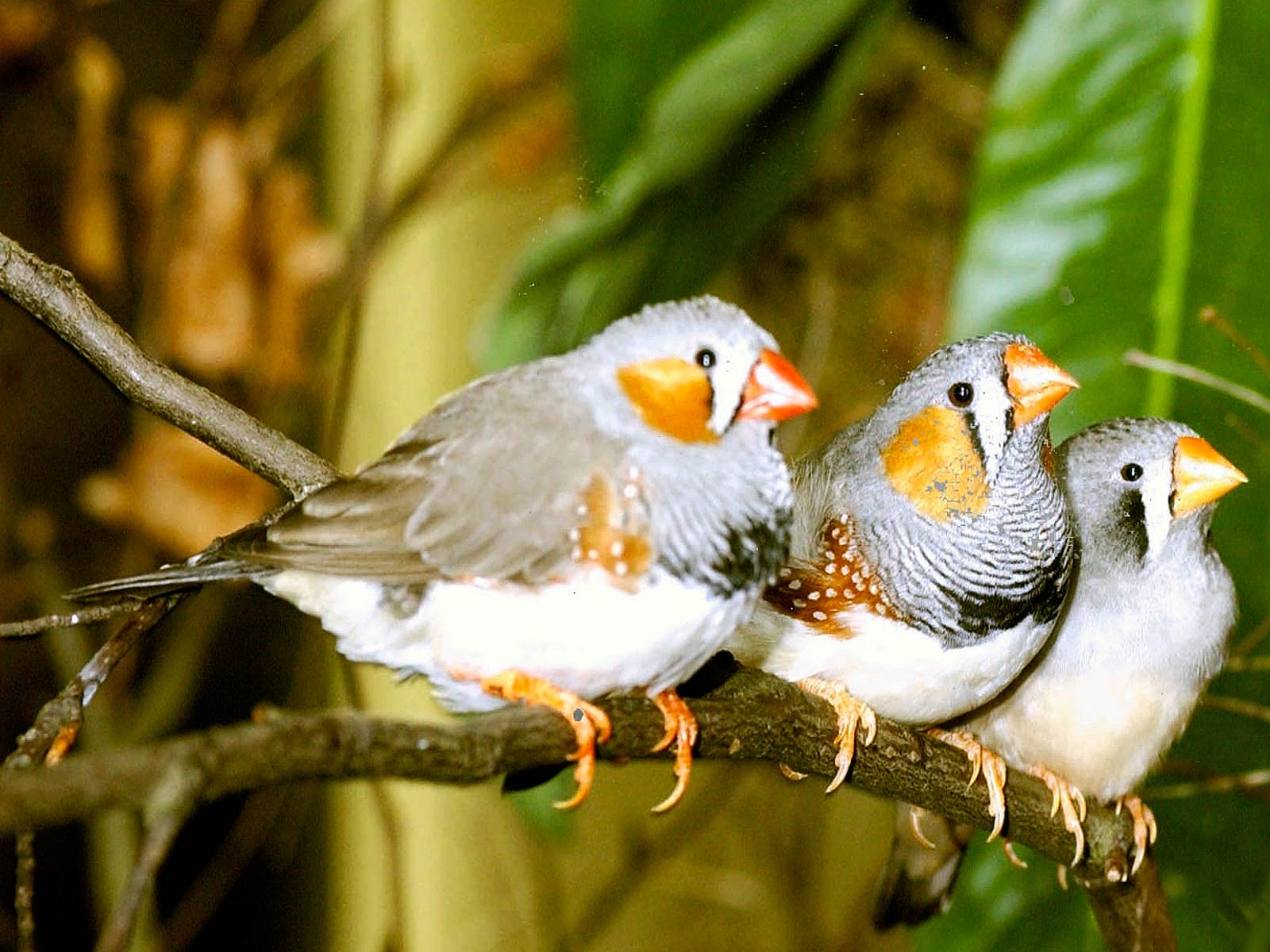 1600x1200 Zebra finch Wallpaper, Desktop