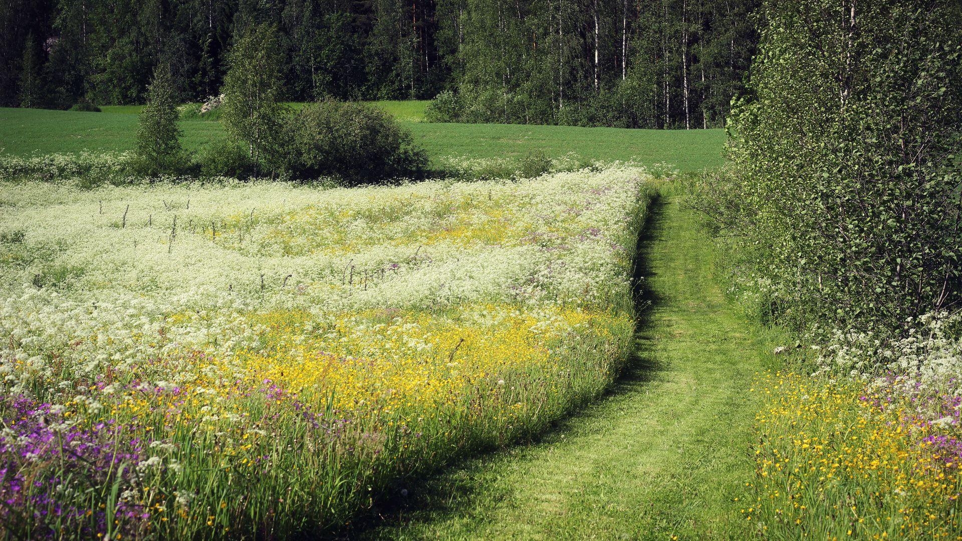 1920x1080 Meadow Wallpaper, Desktop