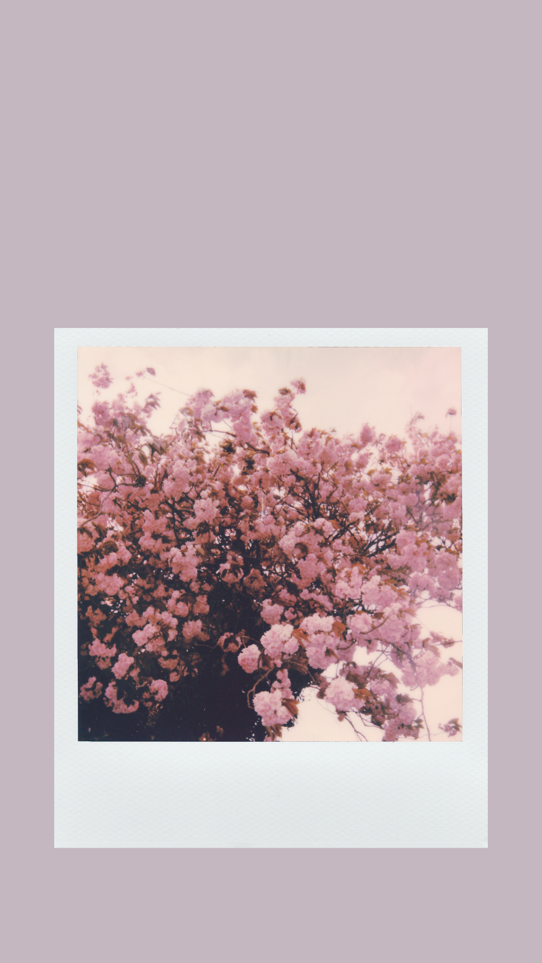 1080x1920 Free Aesthetic Phone Wallpaper for Spring Violet Journal, Phone