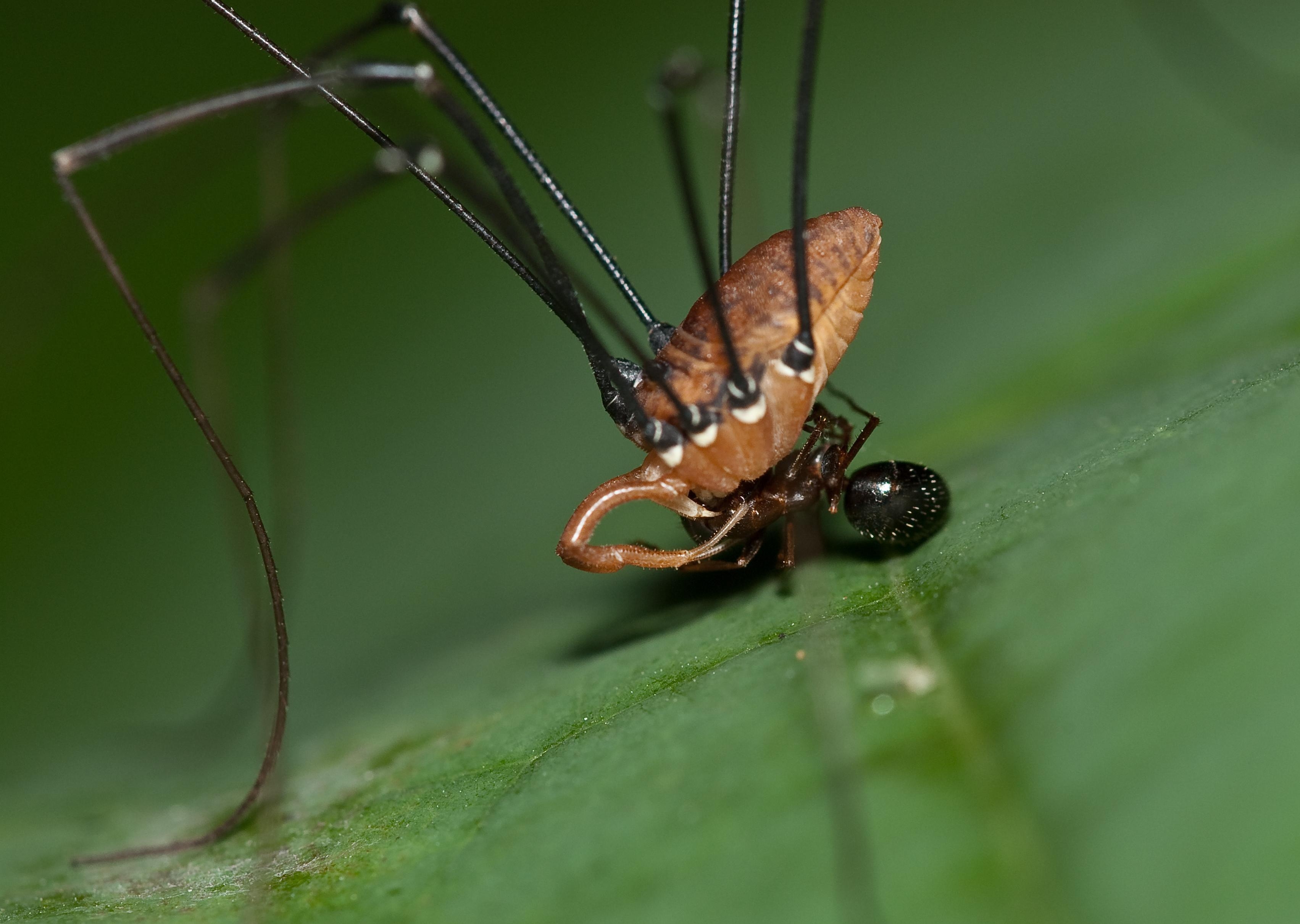 3410x2430 Harvestman HD Wallpaper, Desktop