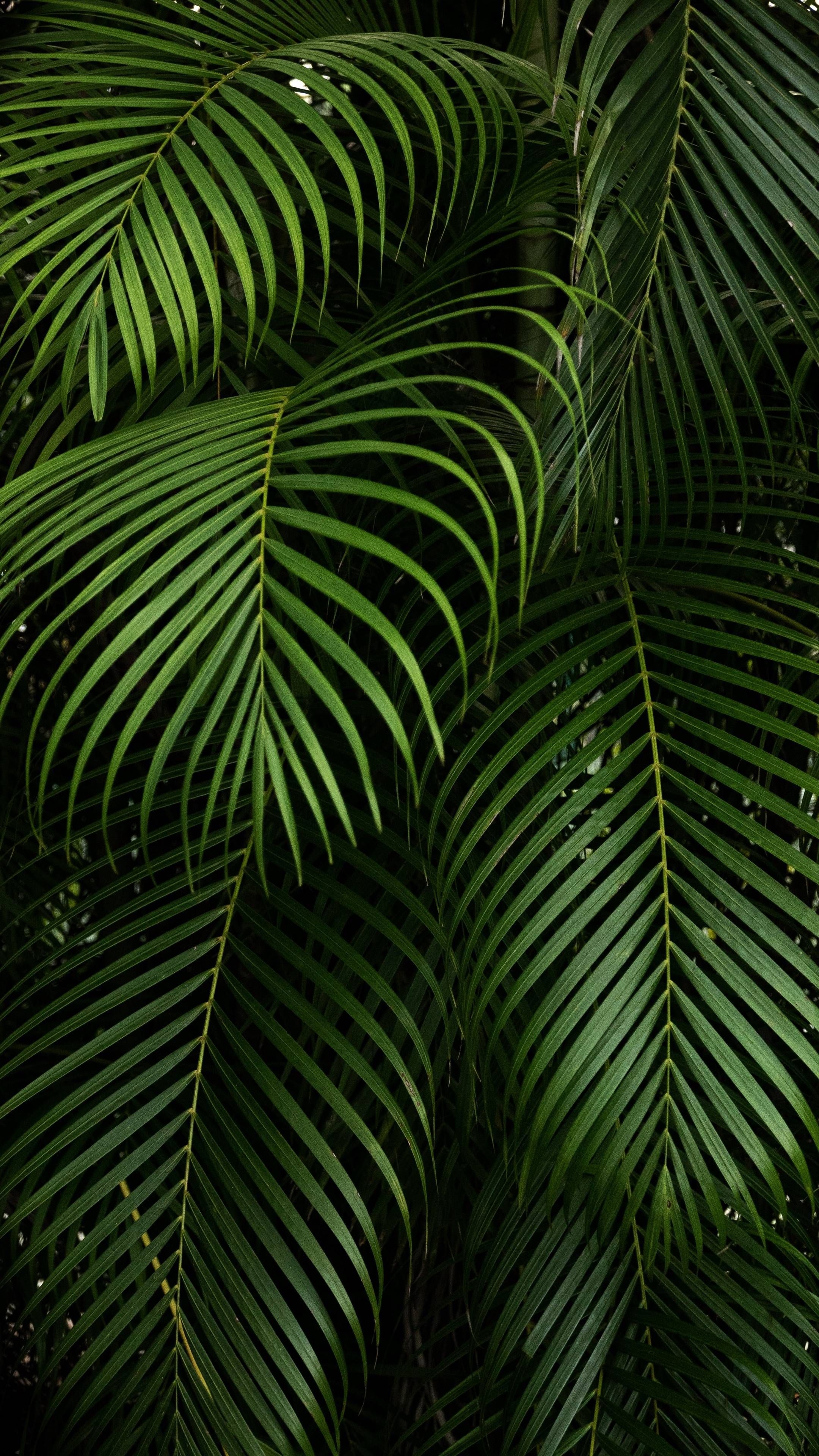 2160x3840 Plant Wallpaper, Phone