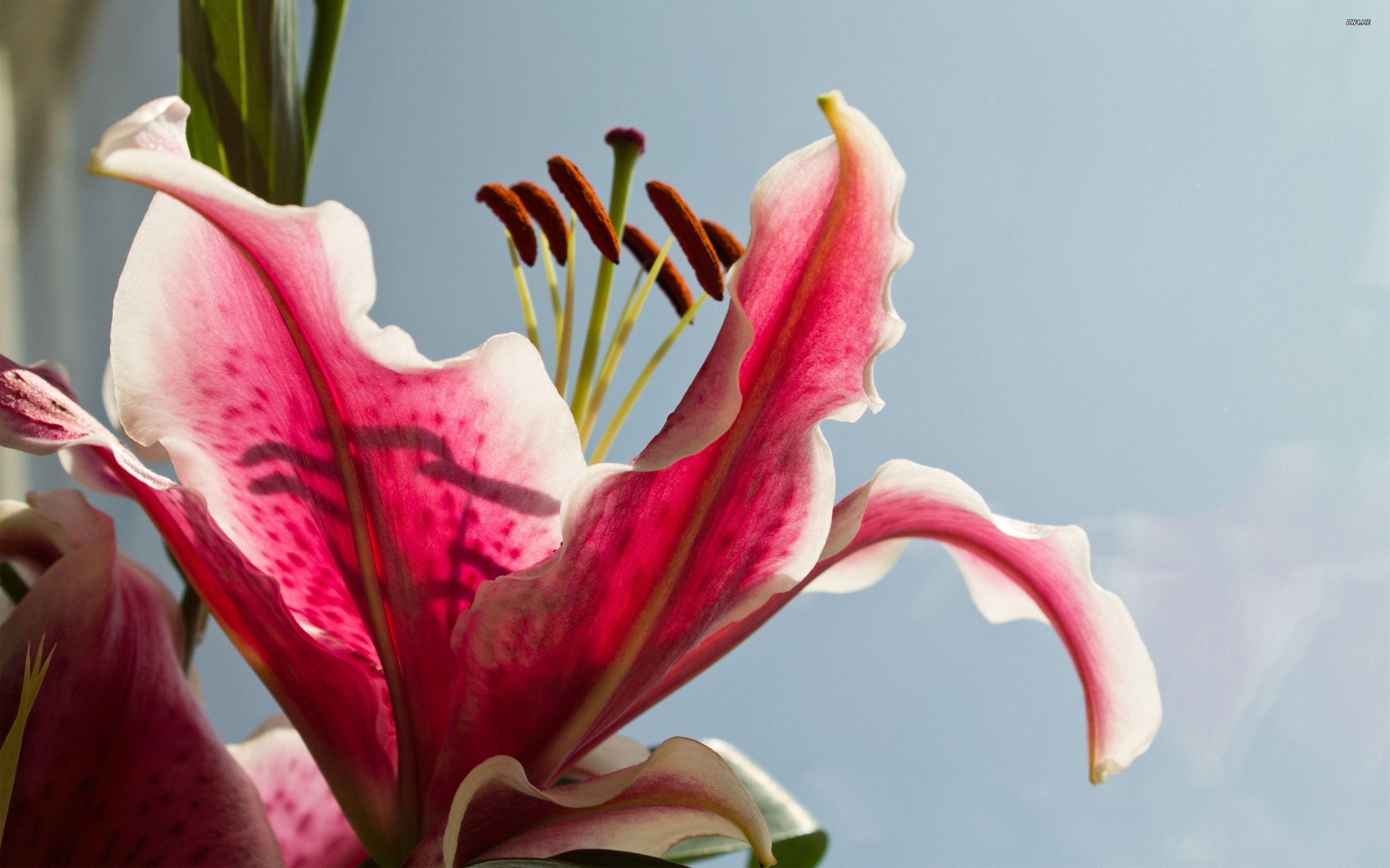 2880x1800 Stargazer lily wallpaper, Desktop