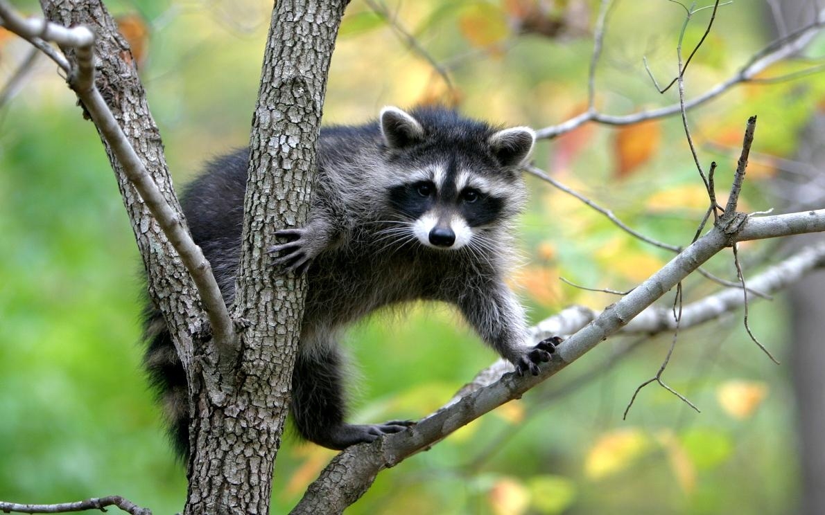 1190x750 Raccoon wallpaper free desktop background wallpaper image, Desktop