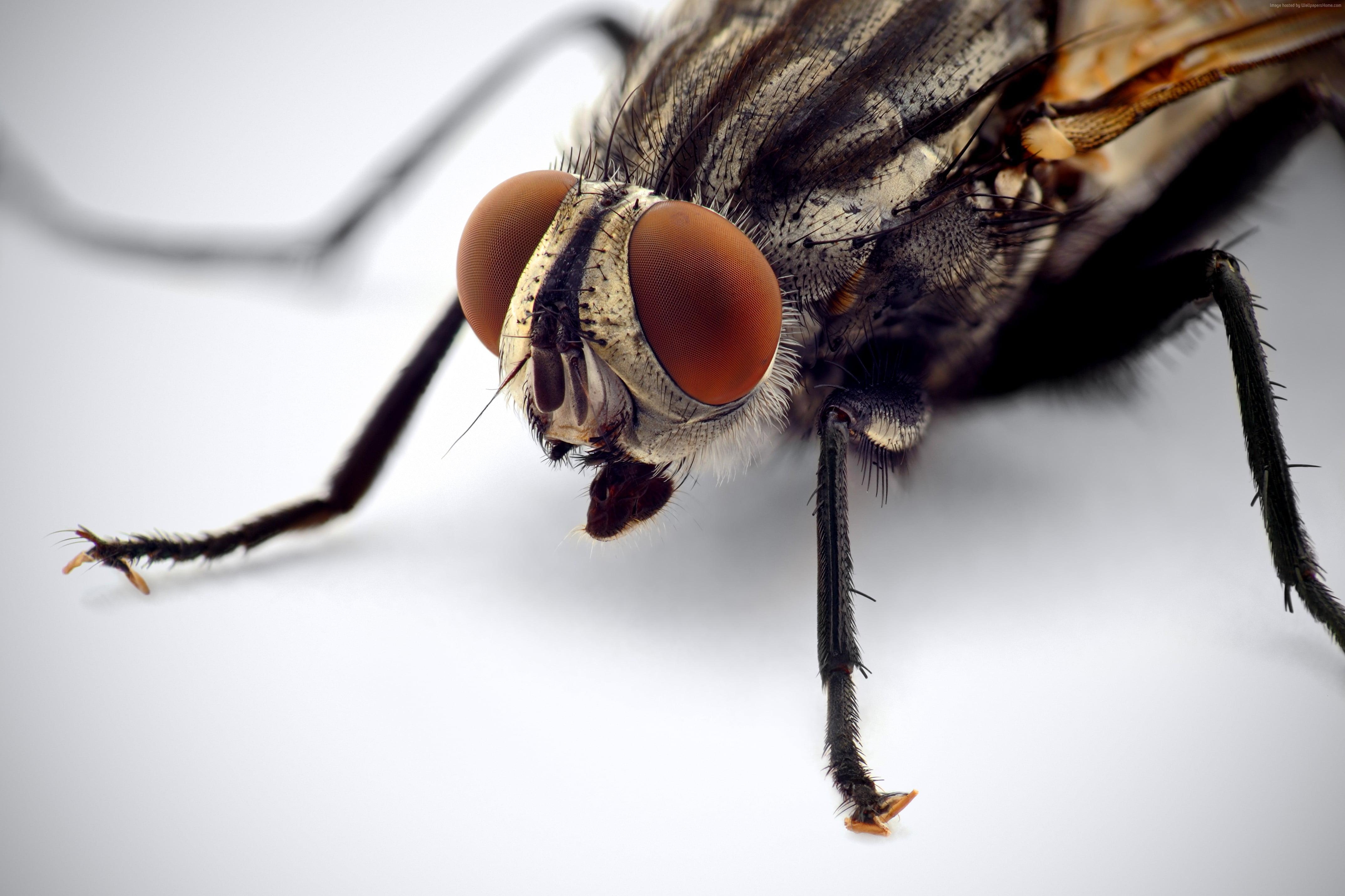 4300x2870 Macro photography of housefly HD wallpaper, Desktop