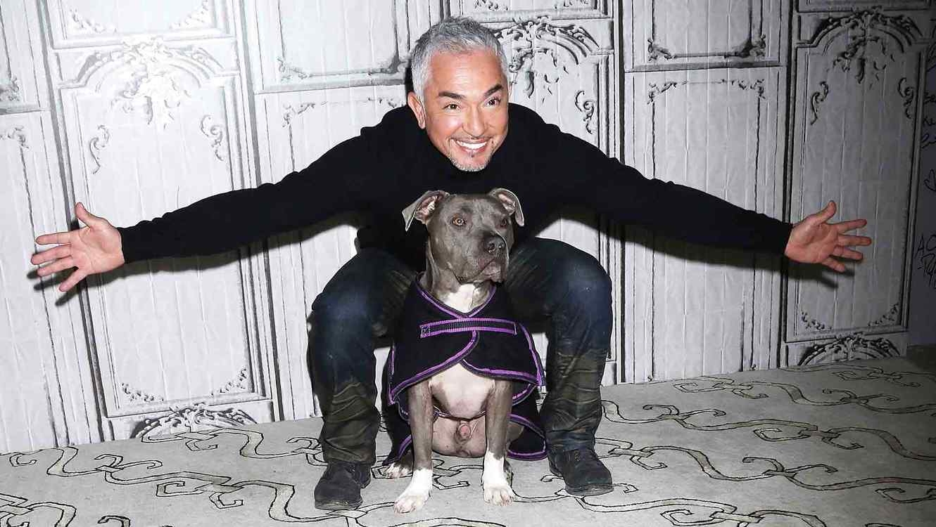 1330x750 Cesar Millan, el encantador de perros, no enfrentará cargos por, Desktop