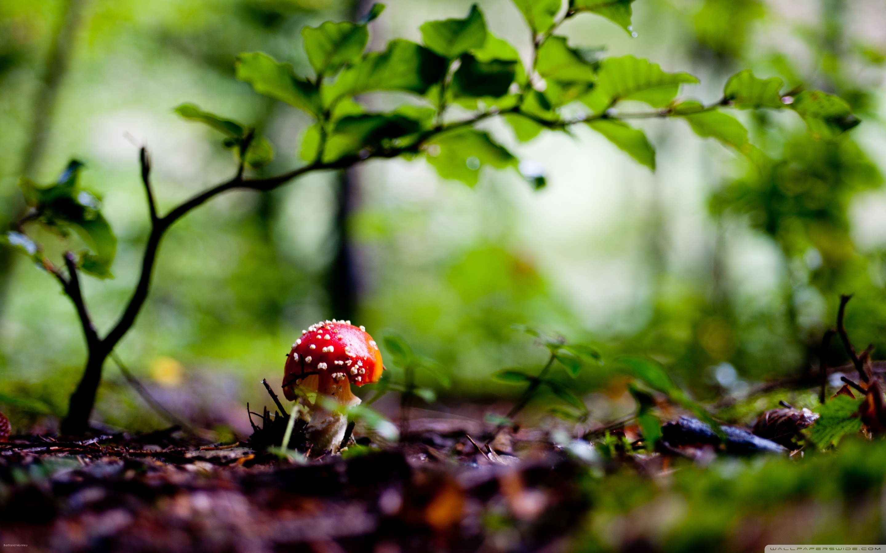 2880x1800 Free download Red mushroom wallpaper and image wallpaper picture [] for your Desktop, Mobile & Tablet. Explore Shrooms Wallpaper. Shroom Wallpaper, Mario Mushroom Wallpaper, Morel Mushroom Wallpaper, Desktop