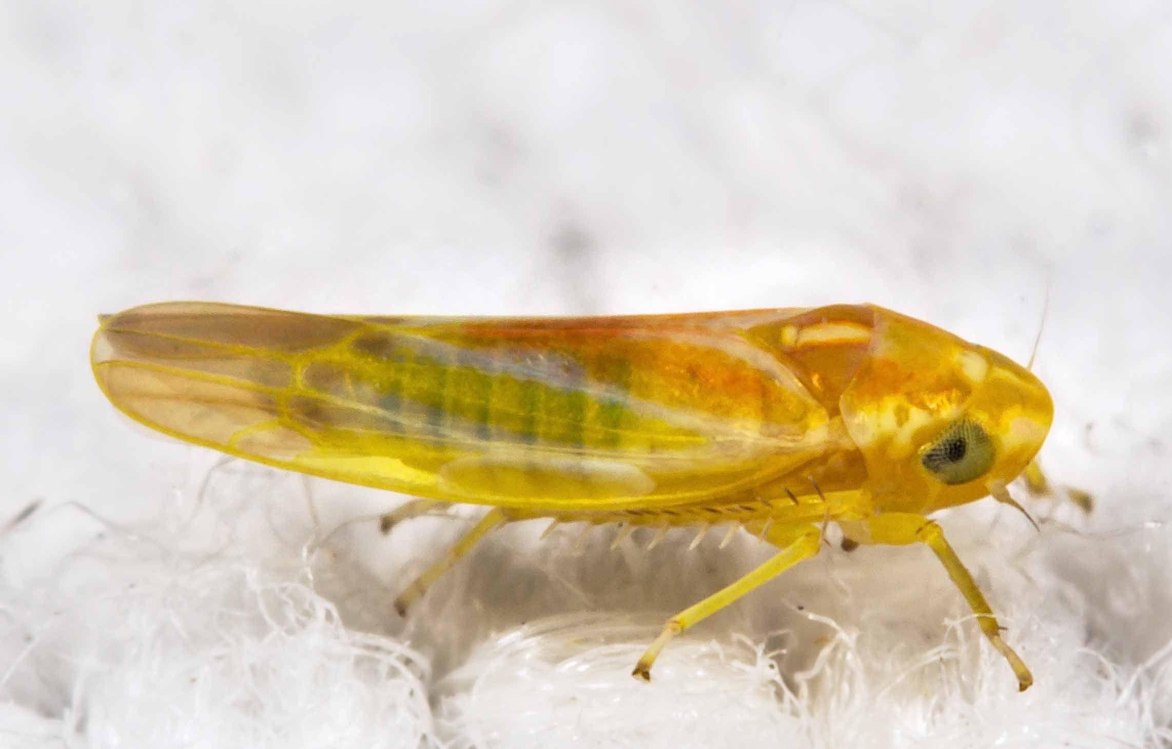 2290x1460 Leafhopper Free HD Wallpaper Image Background, Desktop